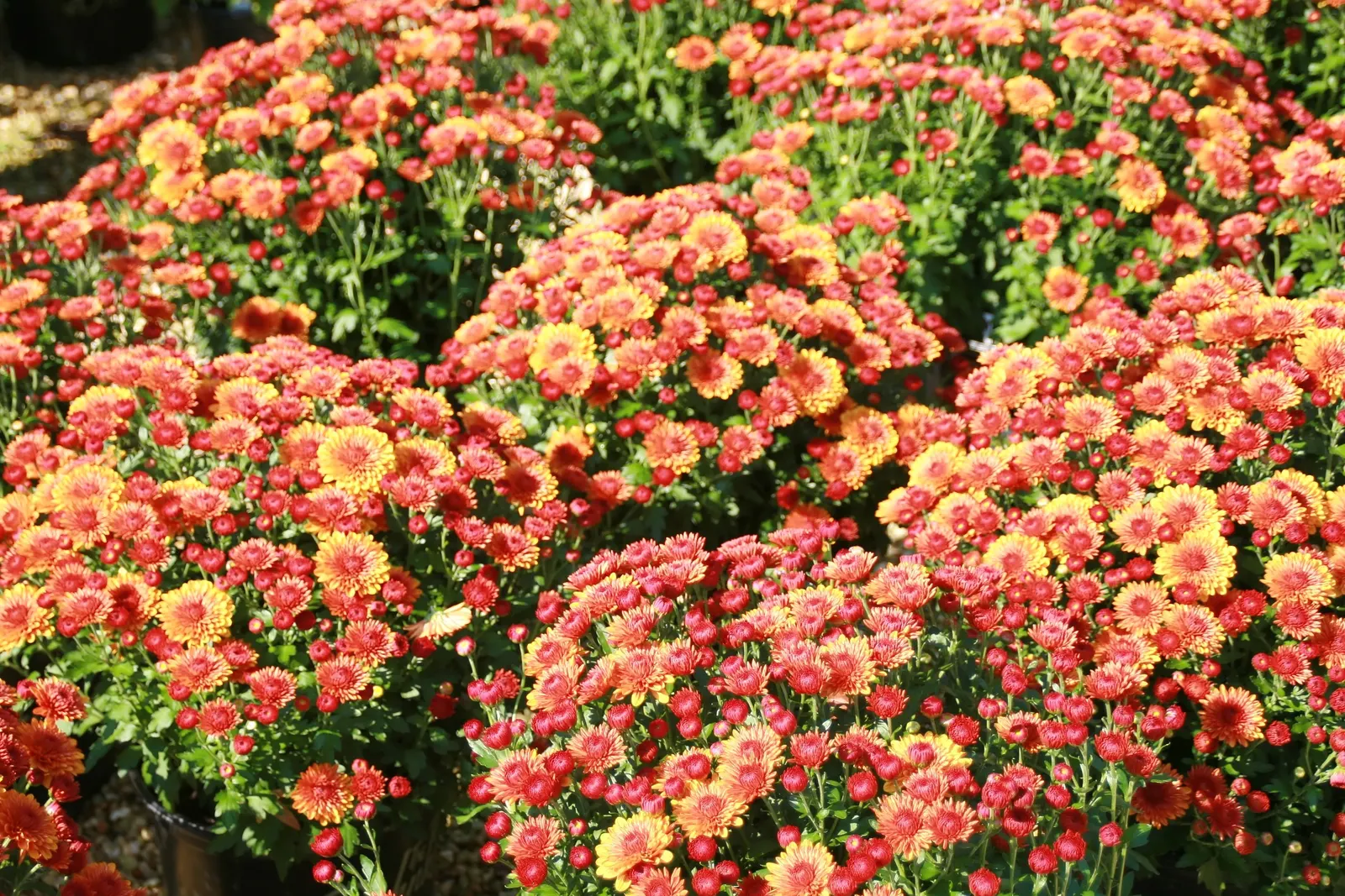 Florists Chrysanthemum (Chrysanthemum X Grandiflorum) — Blossoms range from 2 to 8 inches in diameter