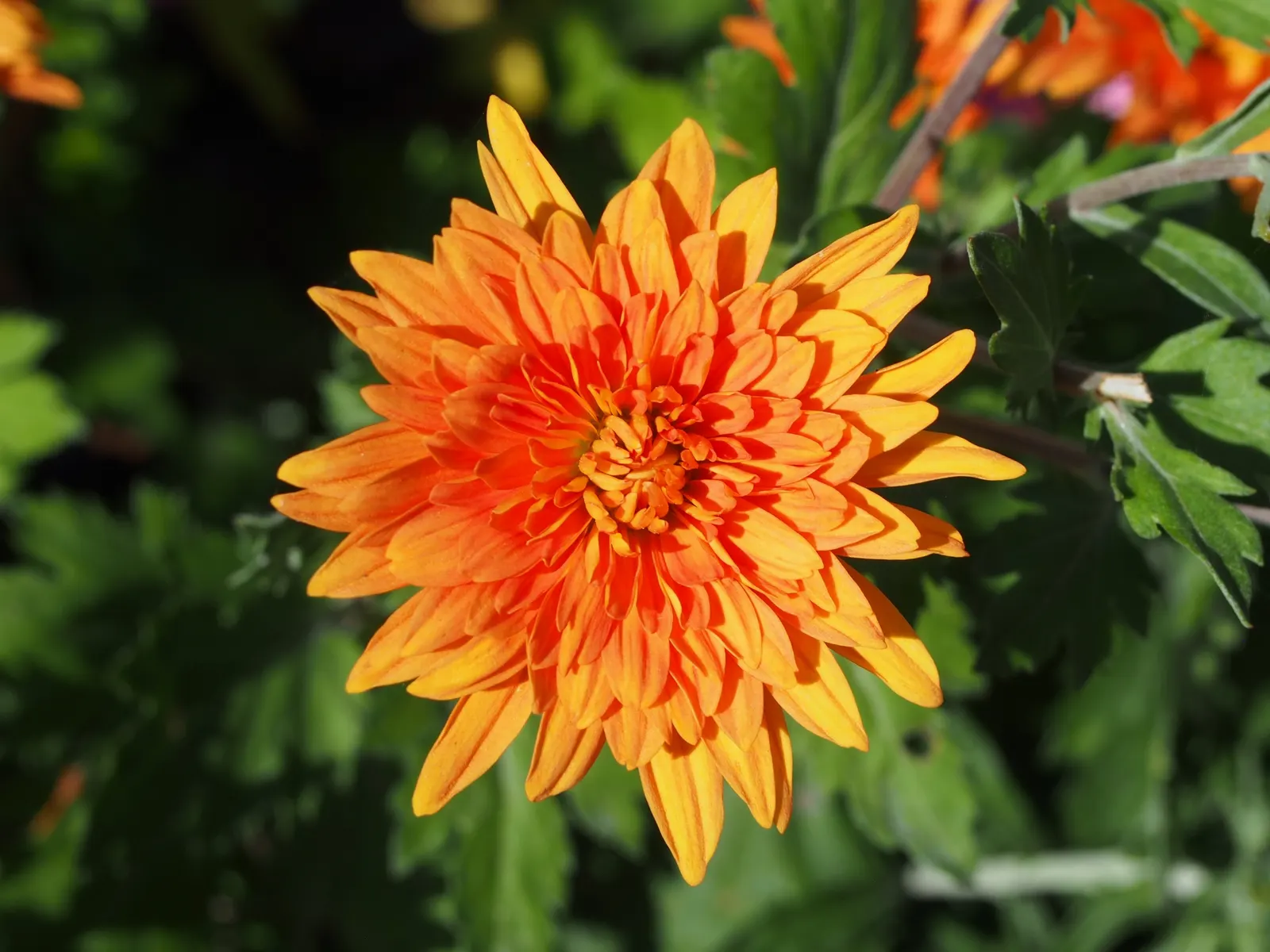 Florists Chrysanthemum (Chrysanthemum X Grandiflorum) — classified into various forms such as pompoms; its foliage is charmingly lush and deeply, image 90