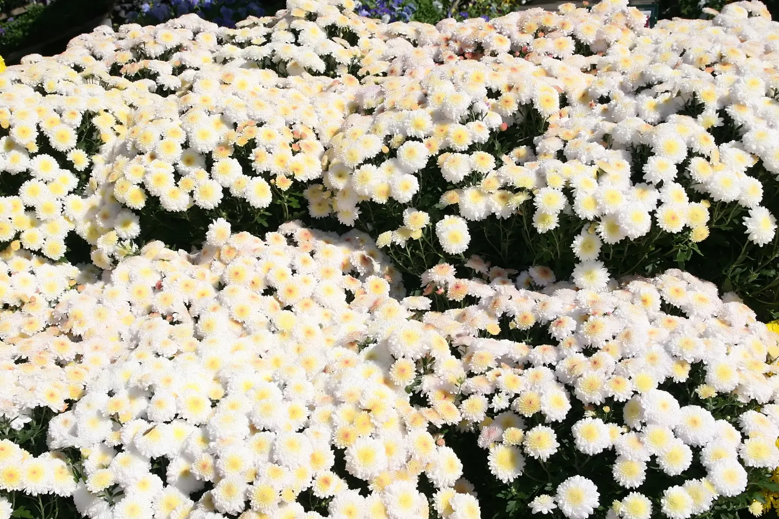 Florists Chrysanthemum (Chrysanthemum X Grandiflorum) — Fertilization should include a balanced; gold and orange and pink and red and white and, image 93