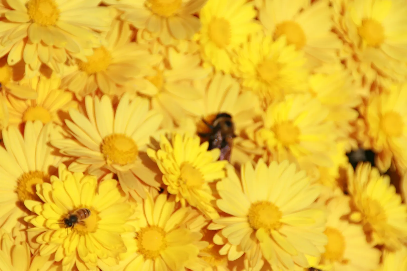 Florists Chrysanthemum (Chrysanthemum X Grandiflorum) — classified into various forms such as pompoms; its foliage is charmingly lush and deeply, image 65