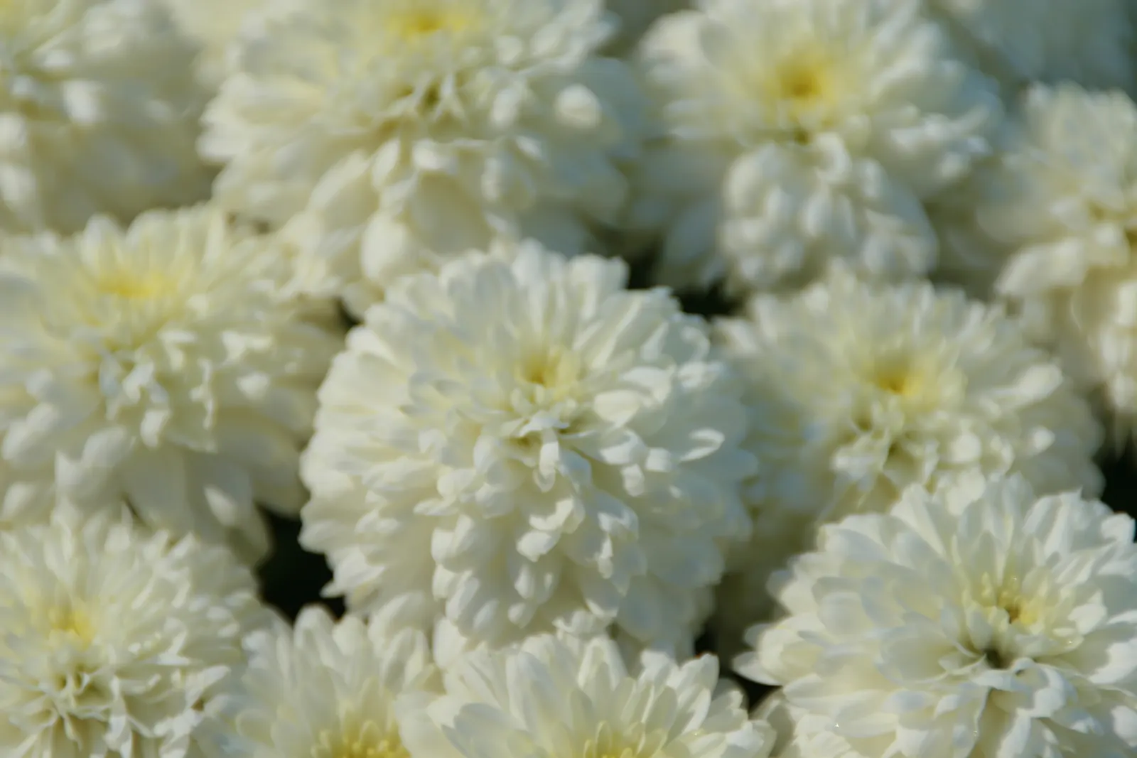 Florists Chrysanthemum (Chrysanthemum X Grandiflorum) — This plant flourishes in full sun to partial shade and requires well-drained soil, image 129