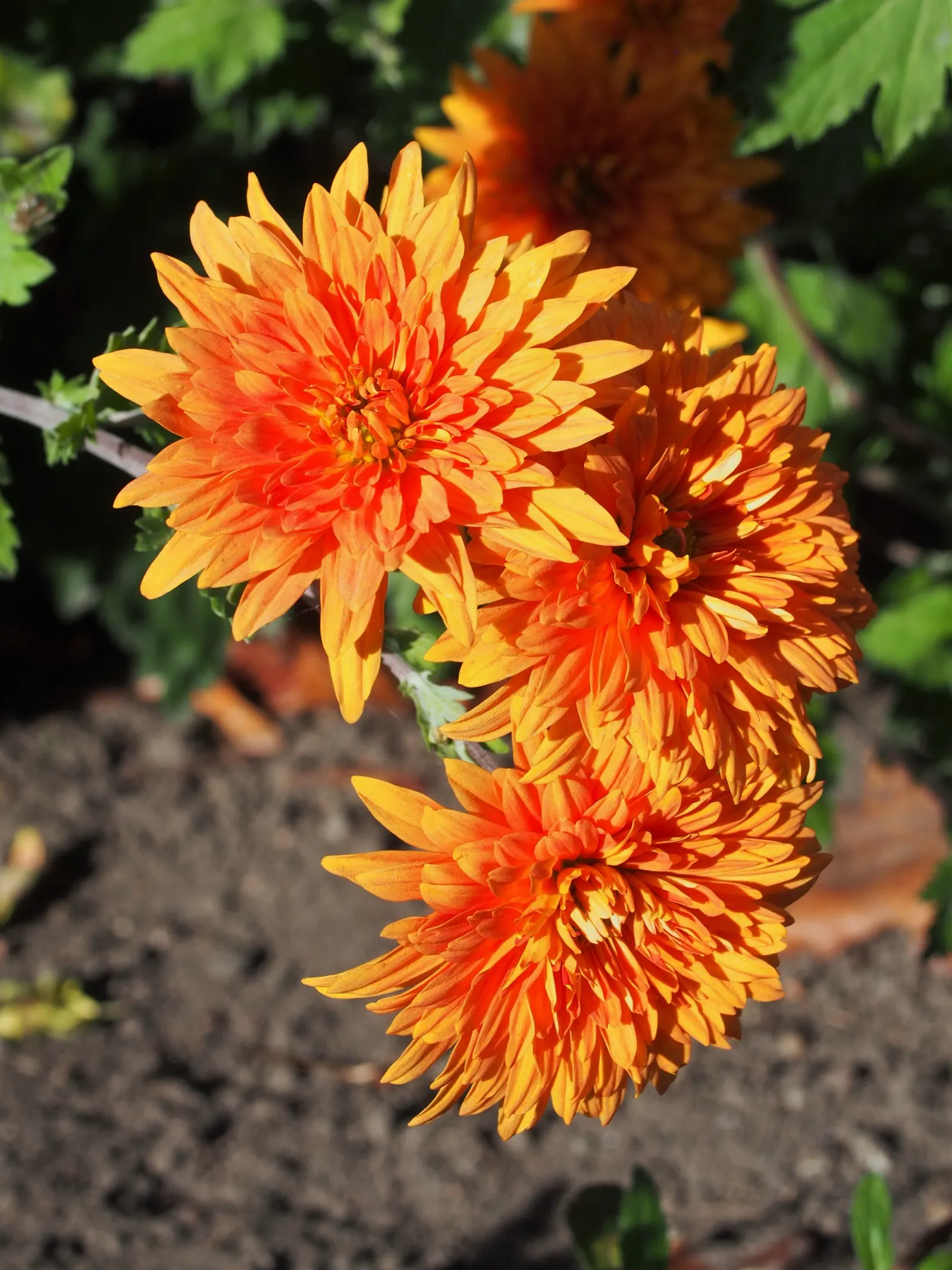 Florists Chrysanthemum (Chrysanthemum X Grandiflorum) — Blossoms range from 2 to 8 inches in diameter, image 88