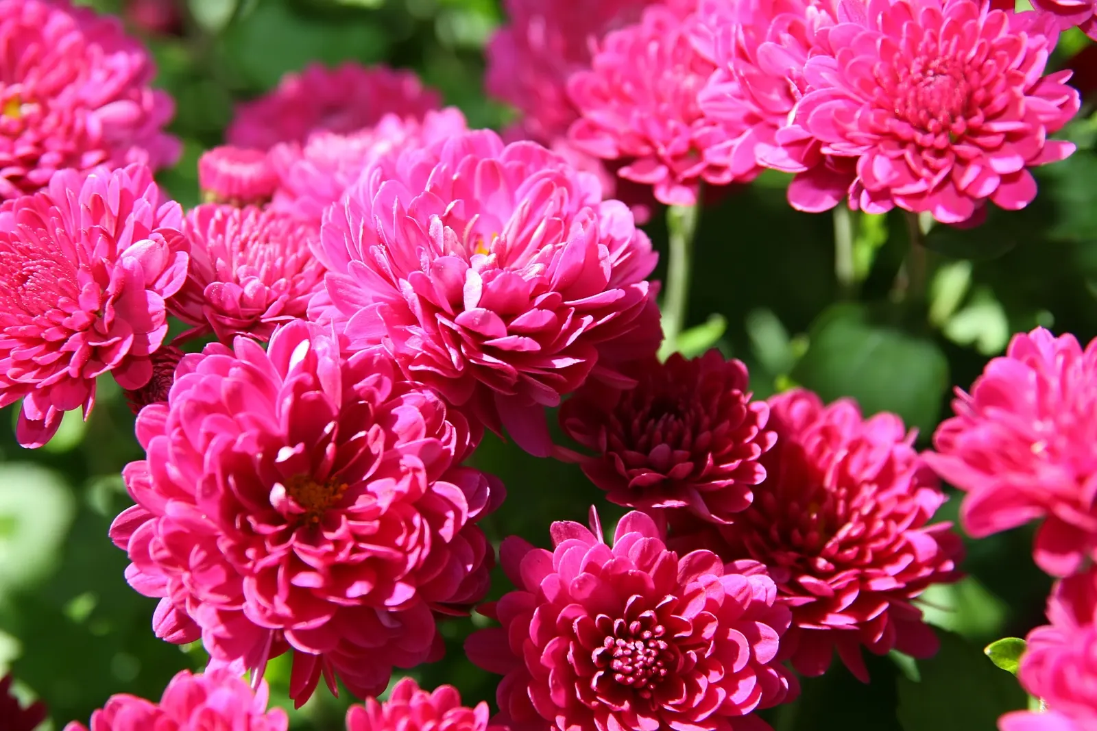 Florists Chrysanthemum (Chrysanthemum X Grandiflorum) — the Florist's Chrysanthemum requires some maintenance; which captivate from late summer, image 95