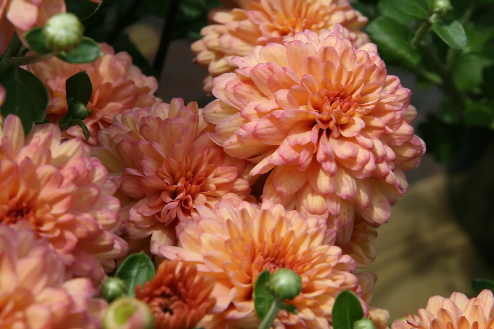 Florists Chrysanthemum (Chrysanthemum X Grandiflorum) — Regular watering, ensuring soil moistness of about 1 inch per week, is optimal for their growth