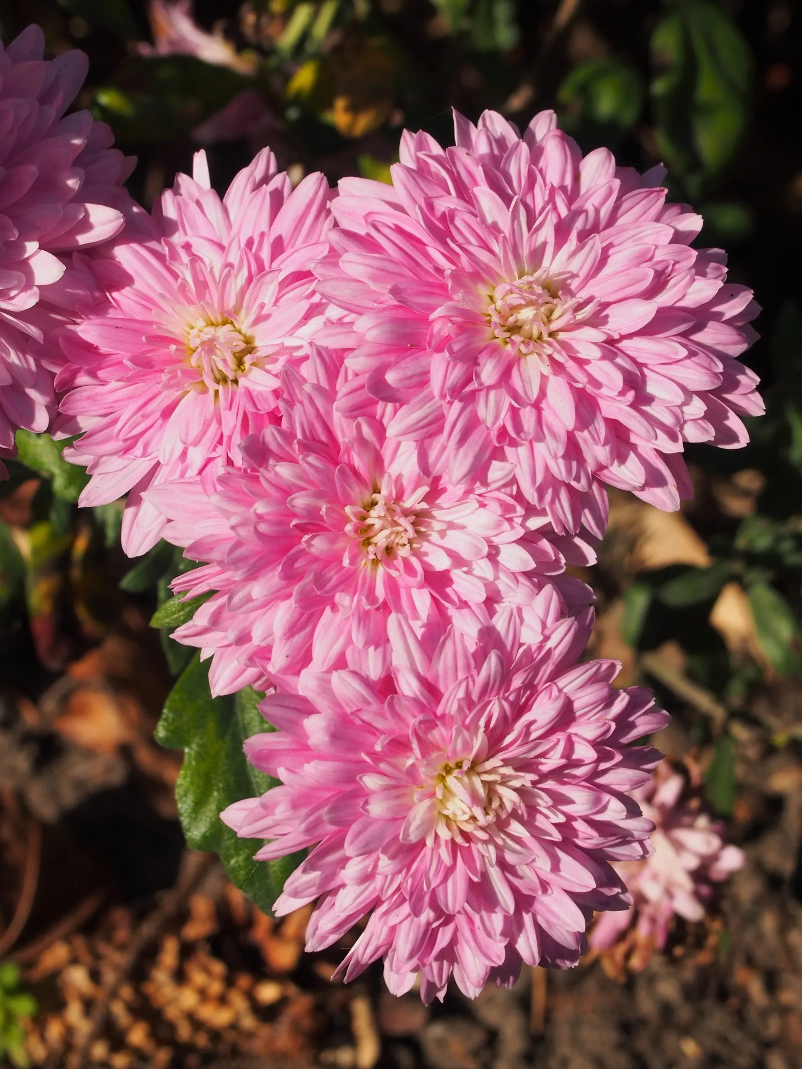 Florists Chrysanthemum (Chrysanthemum X Grandiflorum) — slow-release fertilizer applied in the spring.<br><br>As with most plants; ideal for adding, image 69