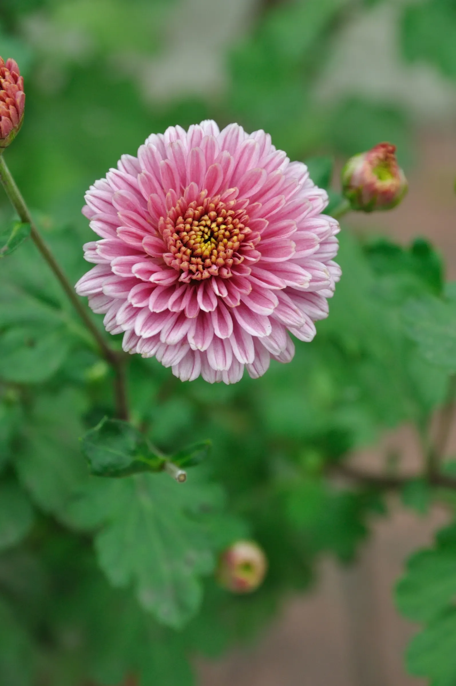 Florists Chrysanthemum (Chrysanthemum X Grandiflorum) — perennial with gold and orange and pink and red and white and yellow blooms; classified, image 124