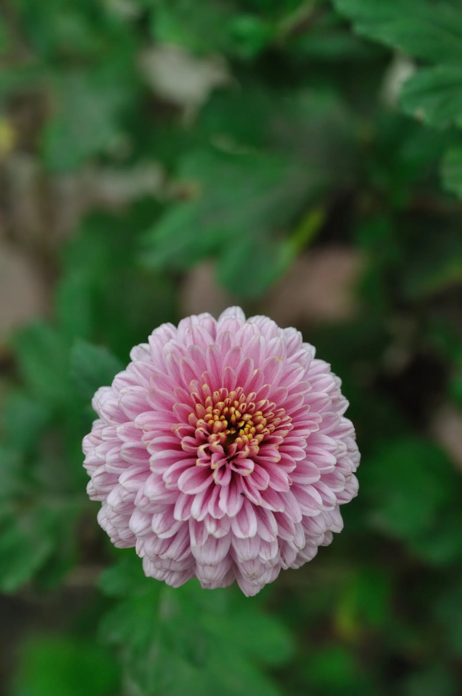 Florists Chrysanthemum (Chrysanthemum X Grandiflorum) — The Florist's Chrysanthemum (Chrysanthemum x grandiflorum); coming in various hues like, image 56