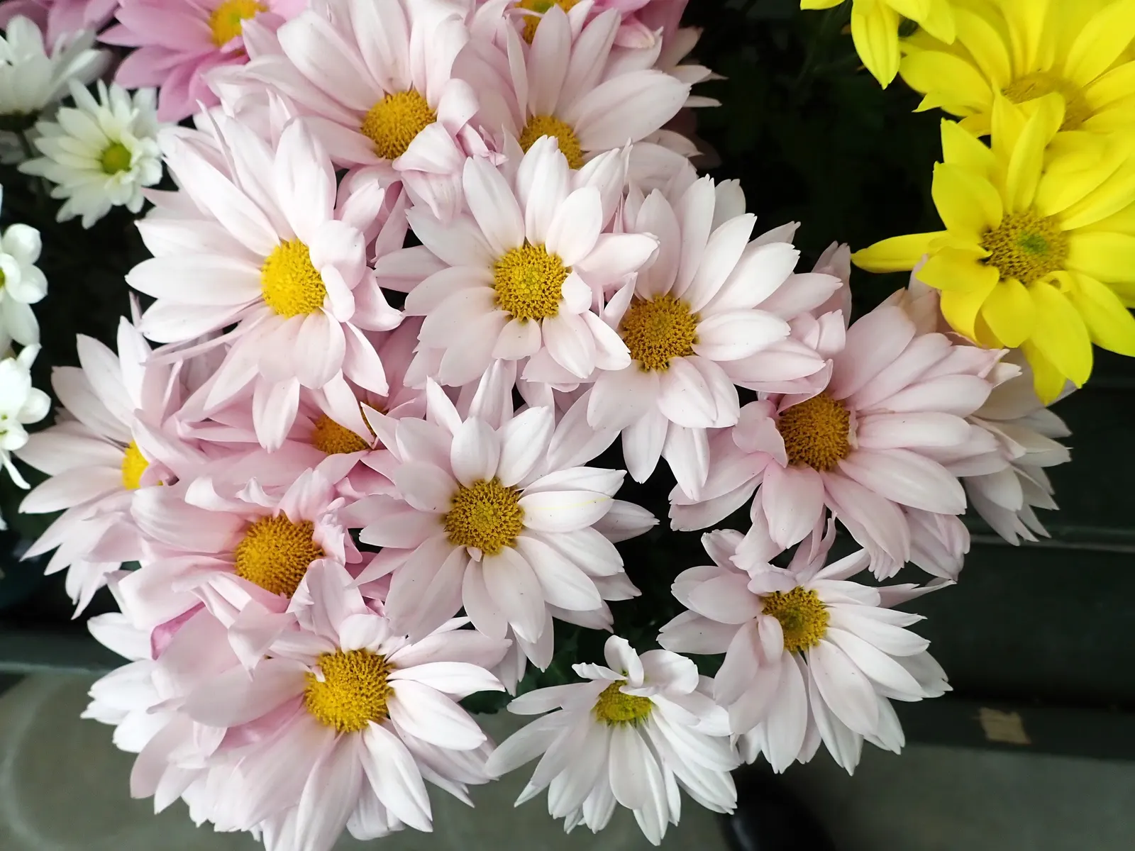 Florists Chrysanthemum (Chrysanthemum X Grandiflorum) — The Florist's Chrysanthemum (Chrysanthemum x grandiflorum); coming in various hues like, image 131
