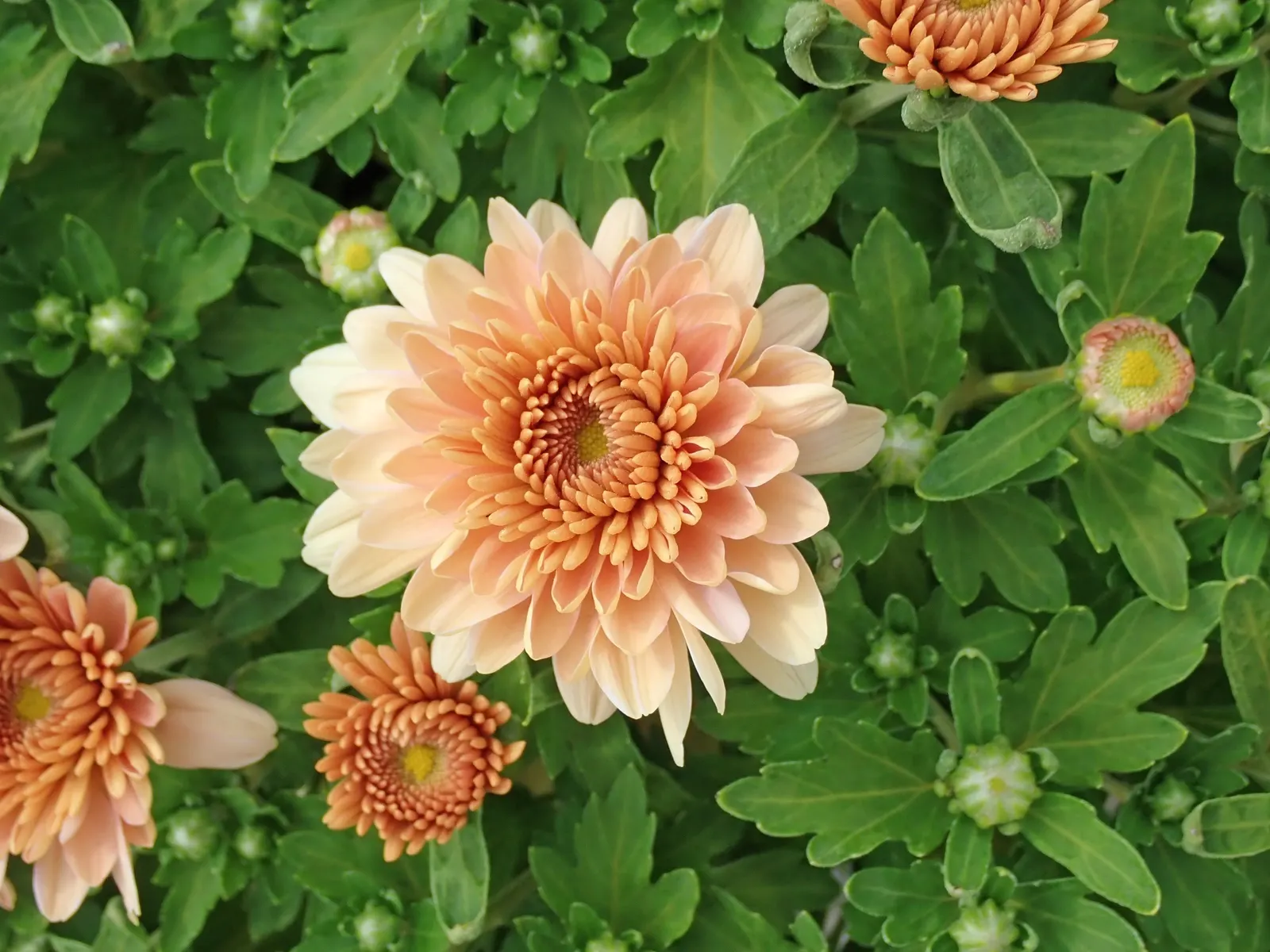 Florists Chrysanthemum (Chrysanthemum X Grandiflorum) — making them suitable for both borders and container arrangements.<br><br>Foliage consists, image 35