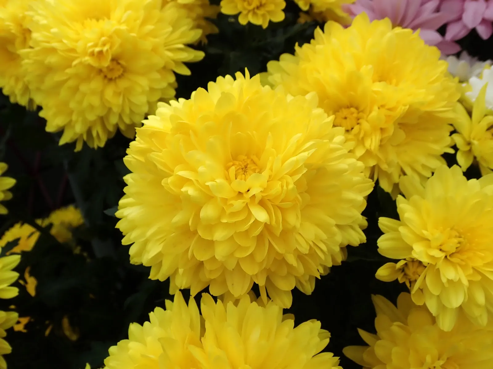 Florists Chrysanthemum (Chrysanthemum X Grandiflorum) — These herbaceous perennials typically reach heights of 1 to 3 feet with an equal spread, image 134