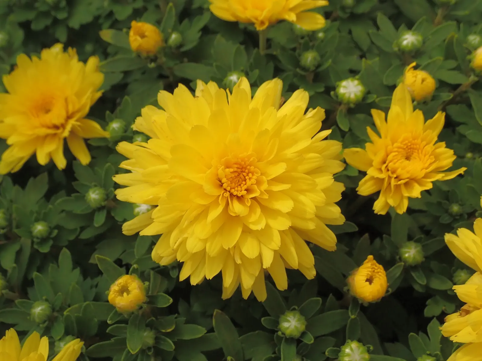 Florists Chrysanthemum (Chrysanthemum X Grandiflorum) — the Florist's Chrysanthemum requires some maintenance; which captivate from late summer through fall