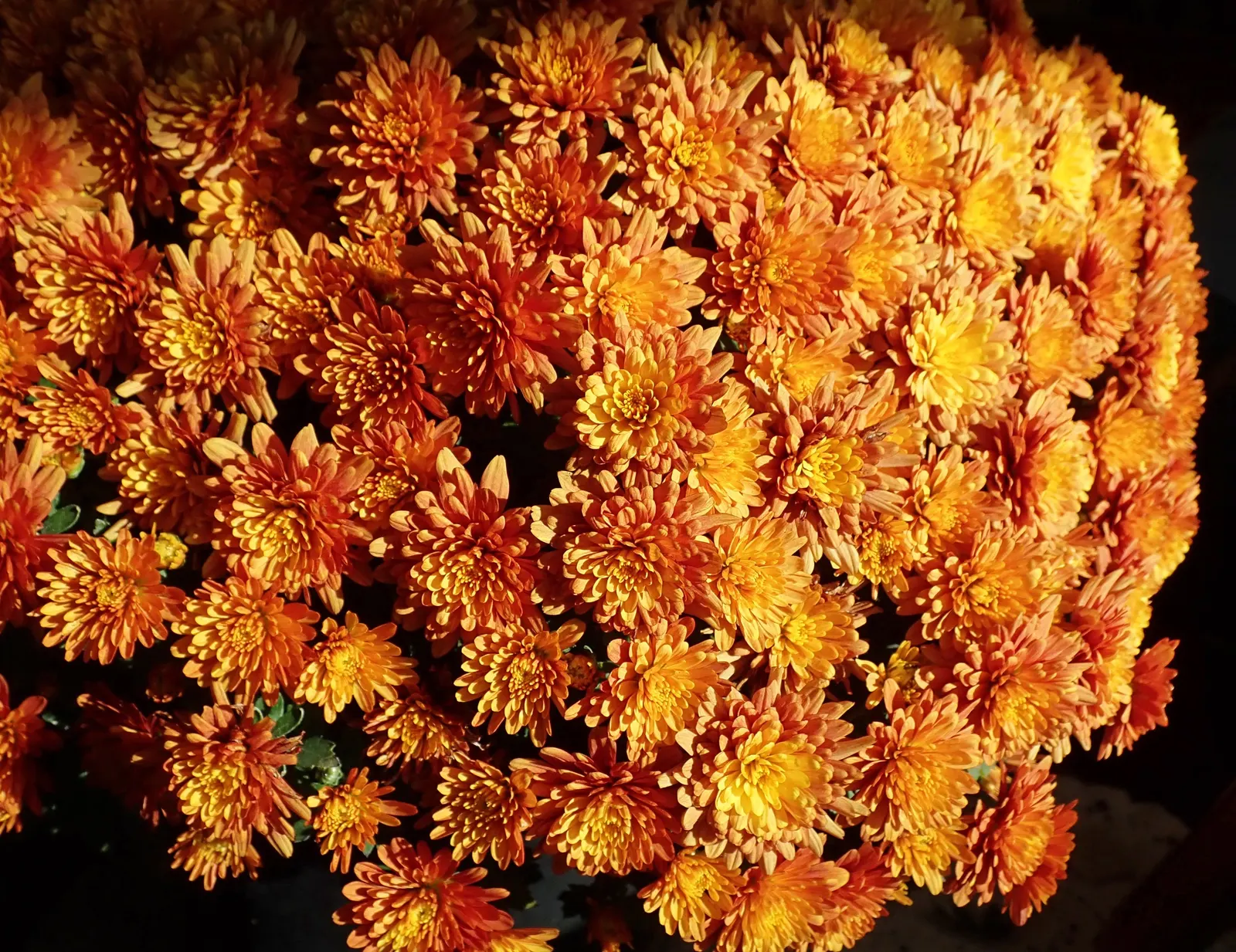 Florists Chrysanthemum (Chrysanthemum X Grandiflorum) — classified into various forms such as pompoms; its foliage is charmingly lush and deeply lobed