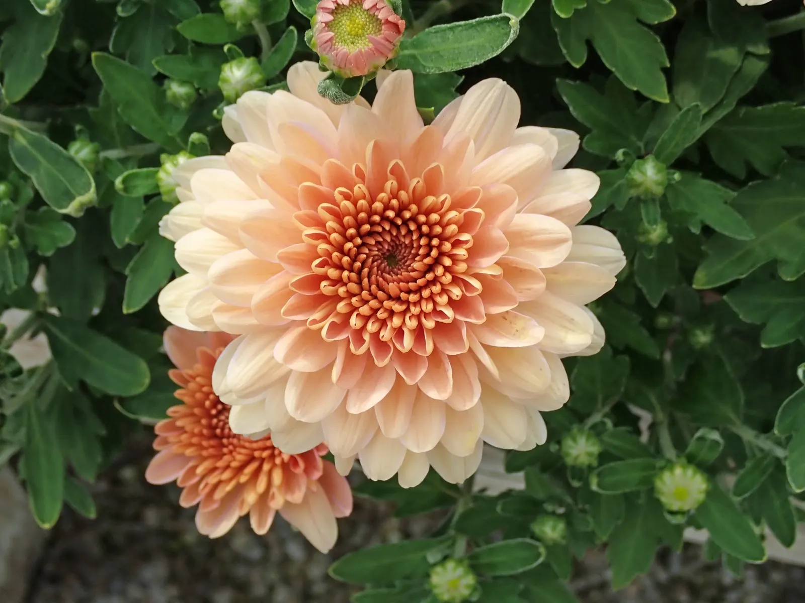 Florists Chrysanthemum (Chrysanthemum X Grandiflorum) — slow-release fertilizer applied in the spring.<br><br>As with most plants; ideal for adding a splash of