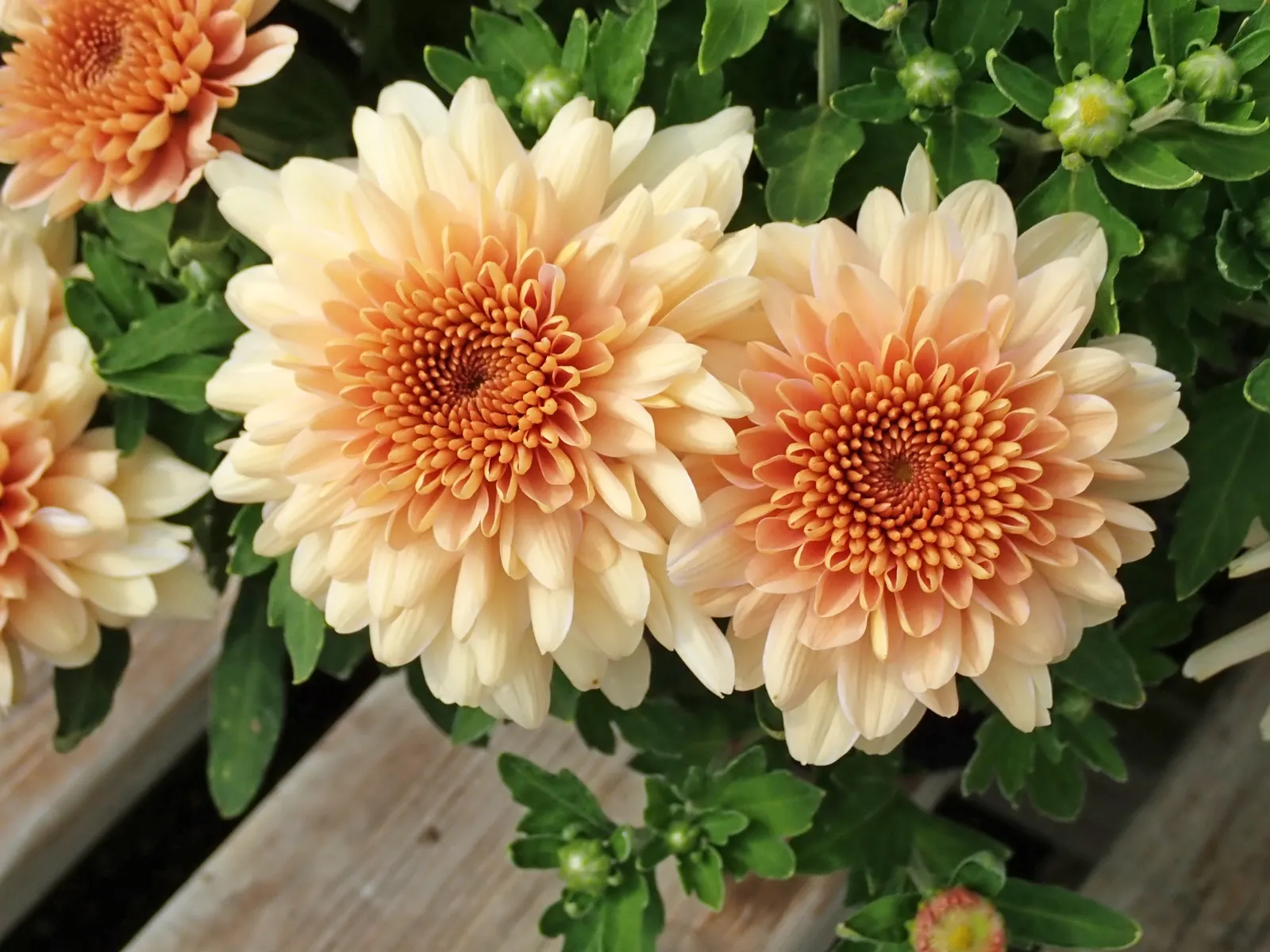 Florists Chrysanthemum (Chrysanthemum X Grandiflorum) — which captivate from late summer through fall; the Florist's Chrysanthemum (Chrysanthemum x