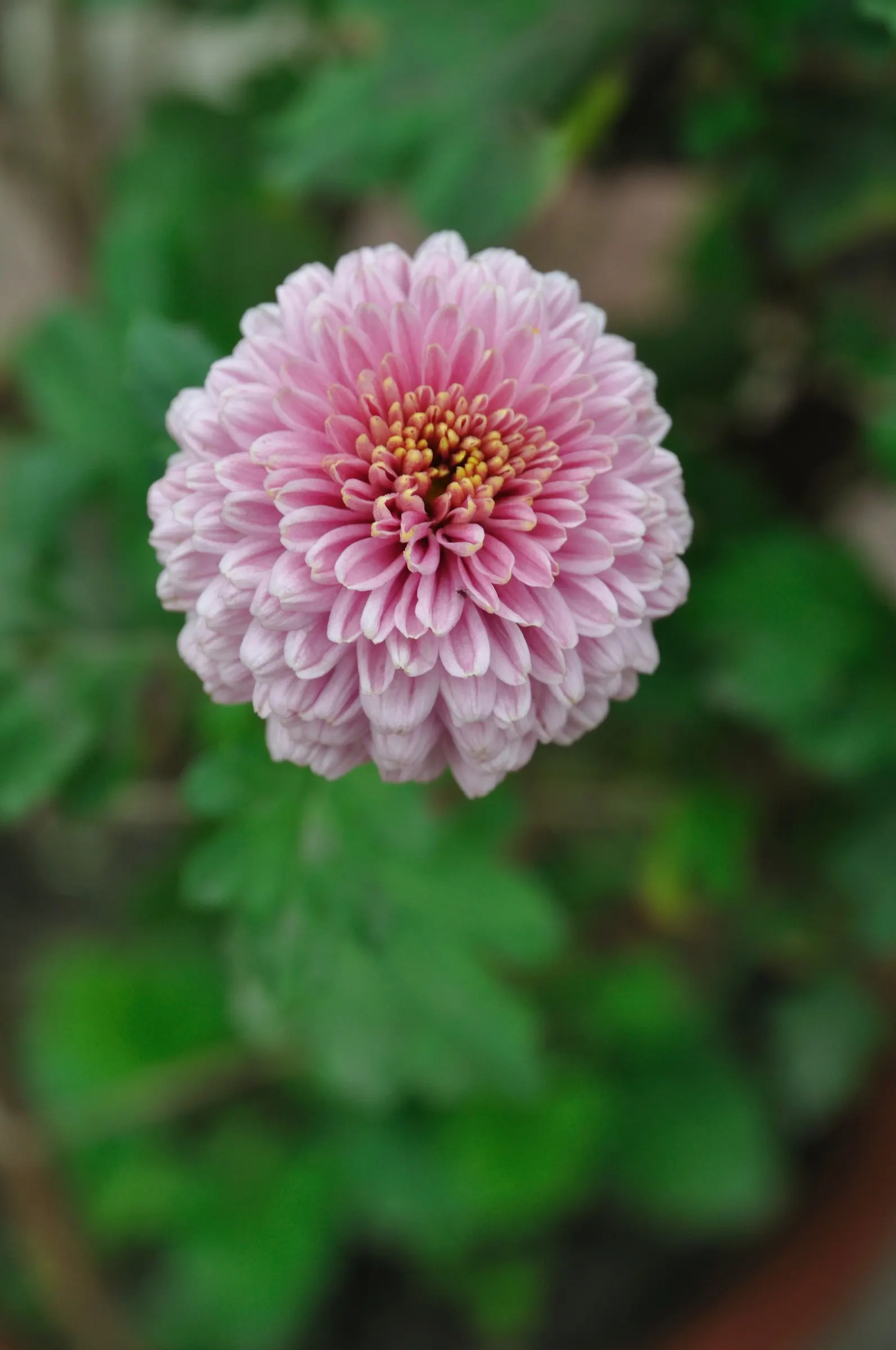 Florists Chrysanthemum (Chrysanthemum X Grandiflorum) — spanning up to 6 inches across; this plant flourishes in full sun to partial shade and, image 51