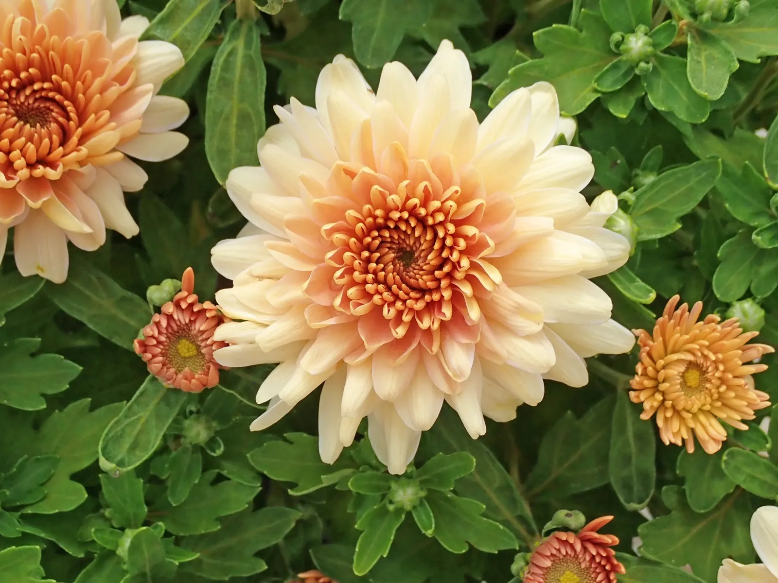Florists Chrysanthemum (Chrysanthemum X Grandiflorum) — Blossoms range from 2 to 8 inches in diameter, image 38