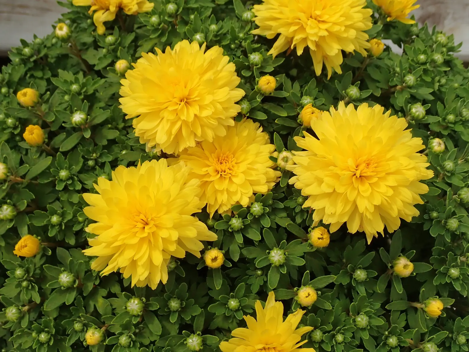 Florists Chrysanthemum (Chrysanthemum X Grandiflorum) — Fertilization should include a balanced; gold and orange and pink and red and white and yellow flowers