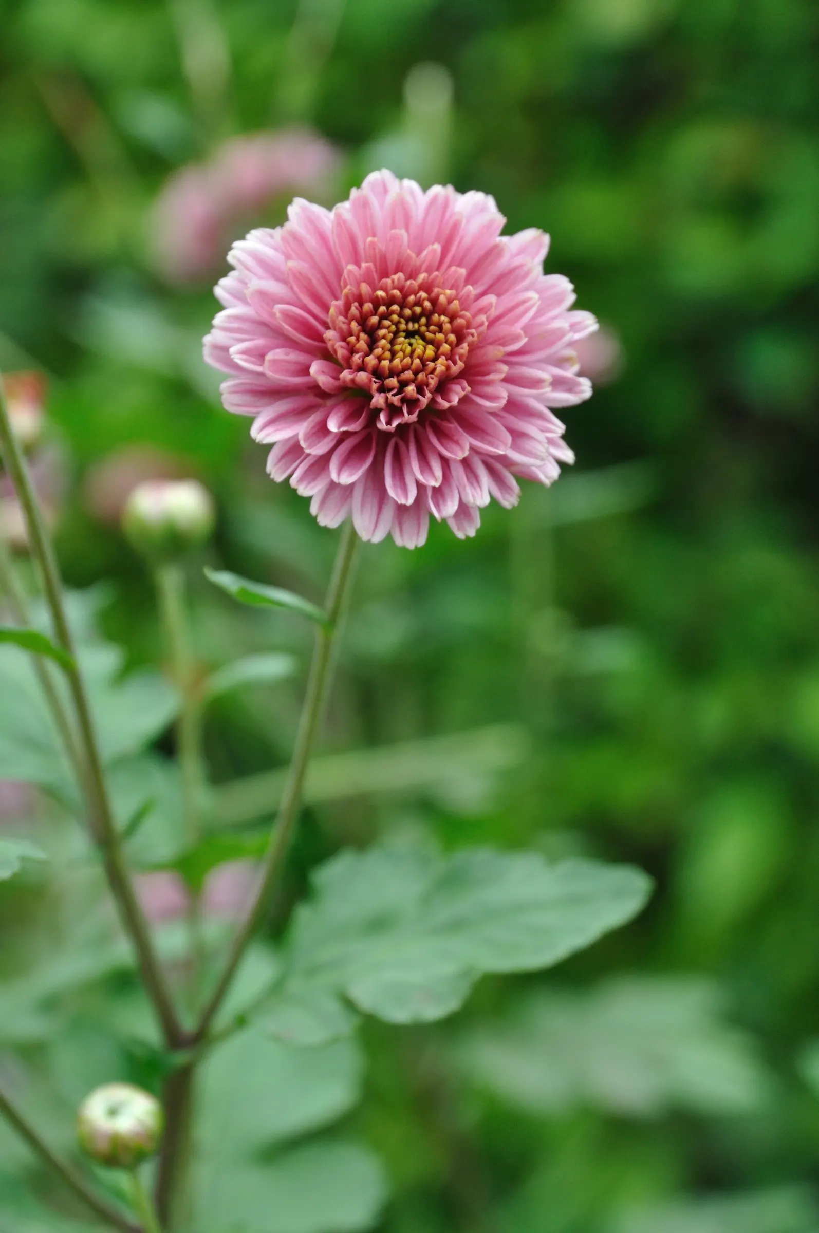 Florists Chrysanthemum (Chrysanthemum X Grandiflorum) — Its foliage is charmingly lush and deeply lobed; dark green leaves that provide a lush, image 52