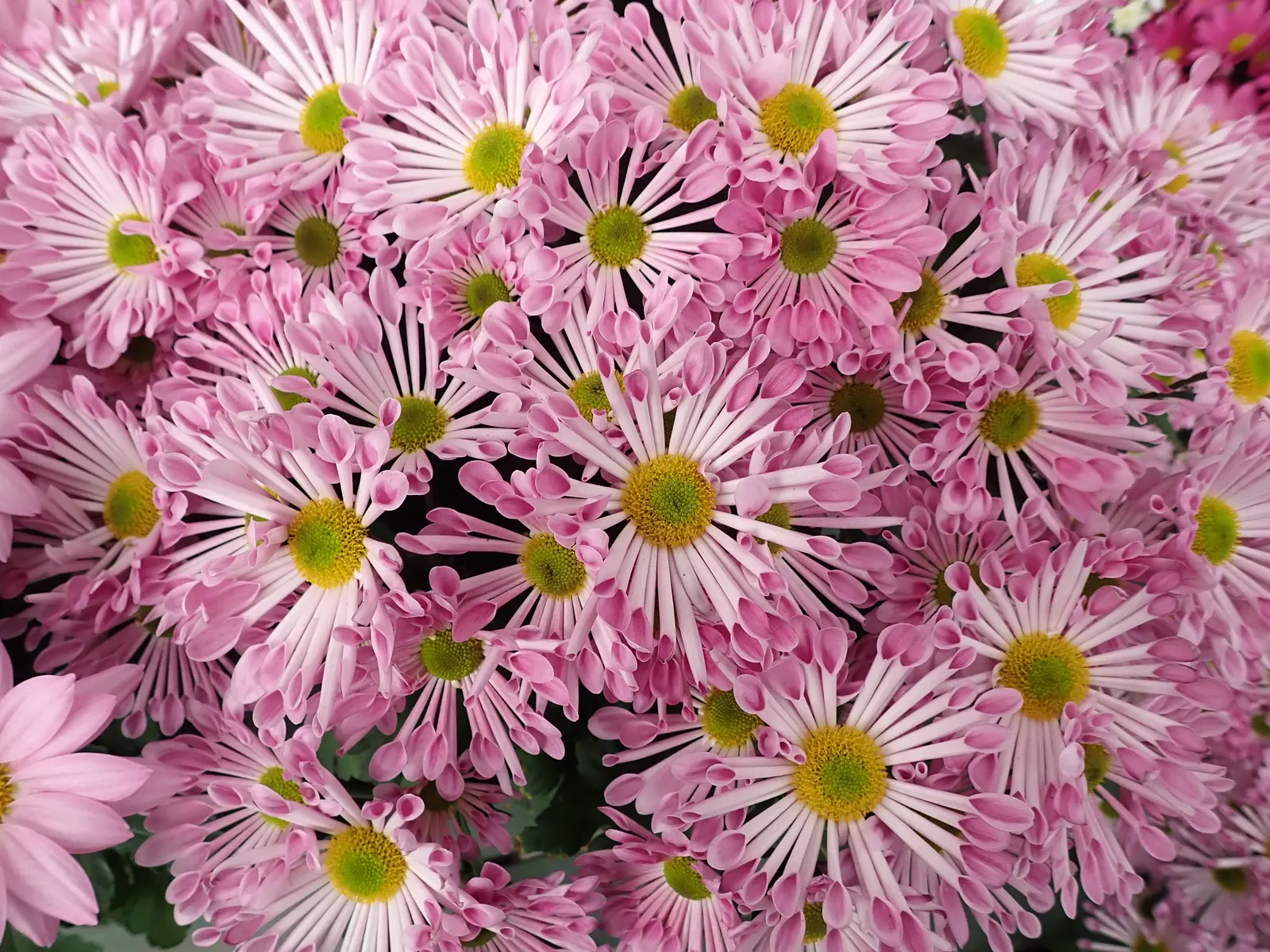 Florists Chrysanthemum (Chrysanthemum X Grandiflorum) — dark green leaves that provide a lush backdrop for the profusion of flowers; perennial with, image 136