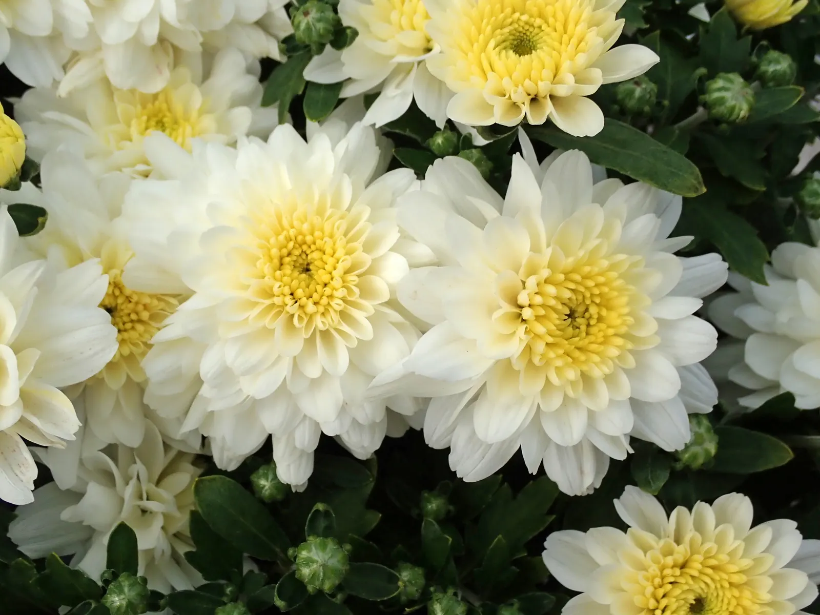 Florists Chrysanthemum (Chrysanthemum X Grandiflorum) — and they thrive in USDA Hardiness Zones 5 to 9; these herbaceous perennials typically reach heights of