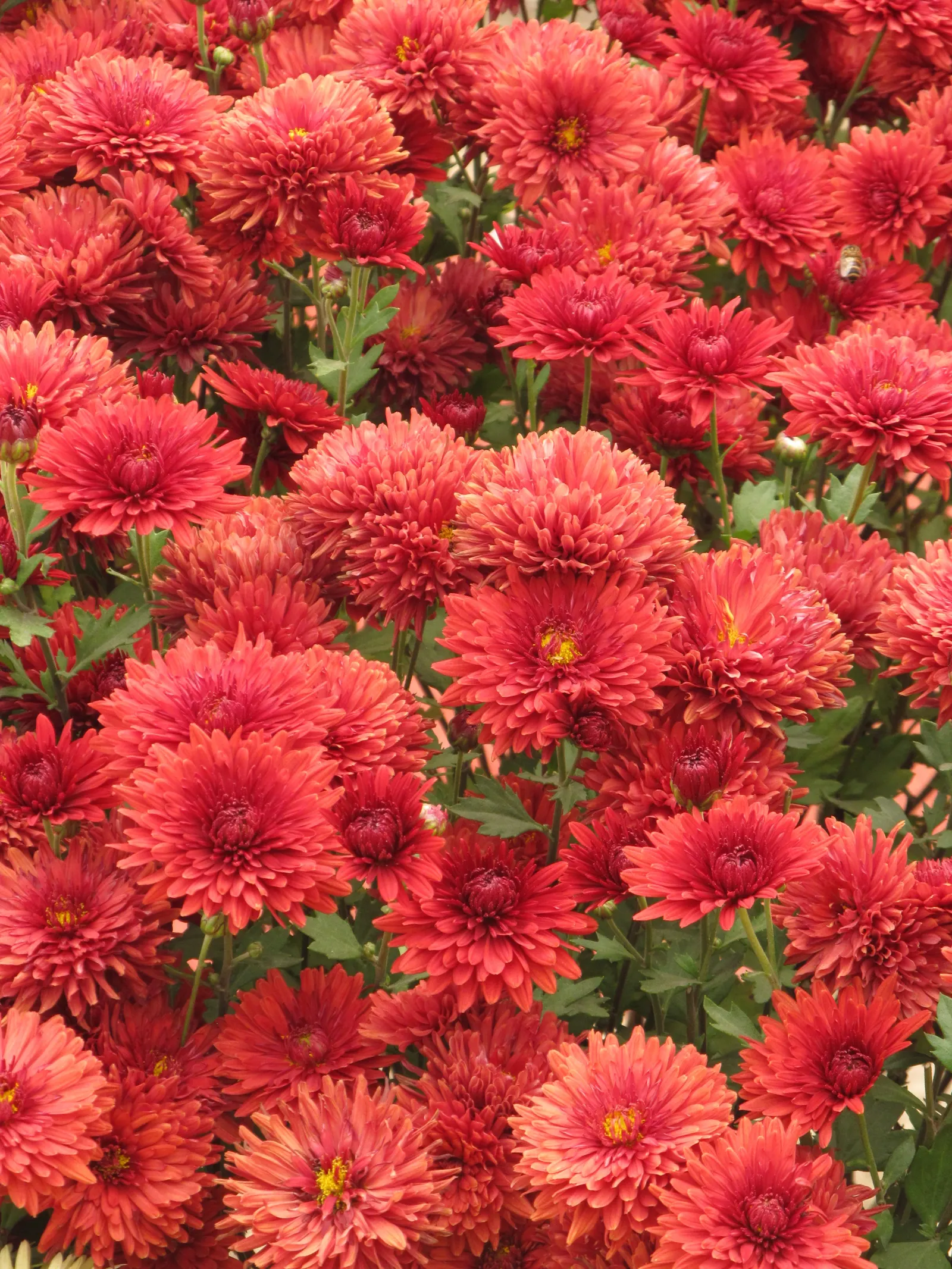 Florists Chrysanthemum (Chrysanthemum X Grandiflorum) — perennial for full; their versatility in design and overall hardiness make them a favorite among both