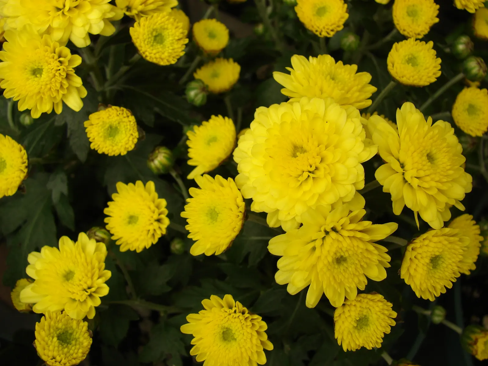 Florists Chrysanthemum (Chrysanthemum X Grandiflorum) — perennial for full; their versatility in design and overall hardiness make them a favorite, image 125