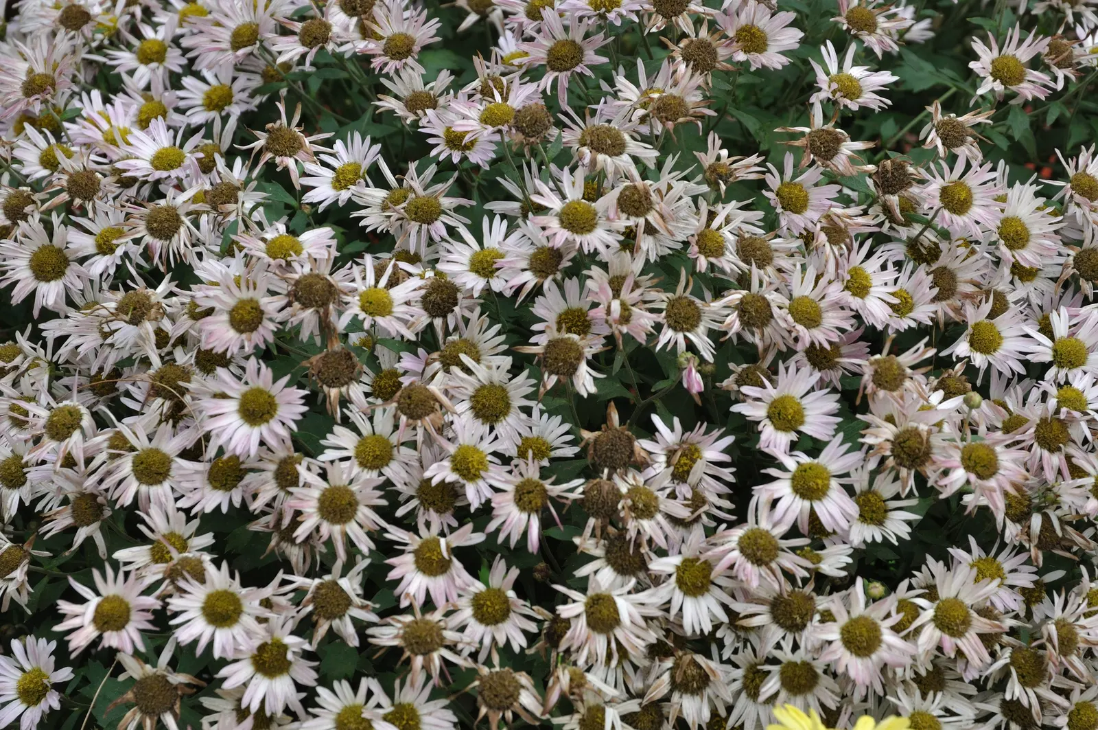 Florists Chrysanthemum (Chrysanthemum X Grandiflorum) — gold and orange and pink and red and white and yellow flowers in the garden; graces gardens, image 123