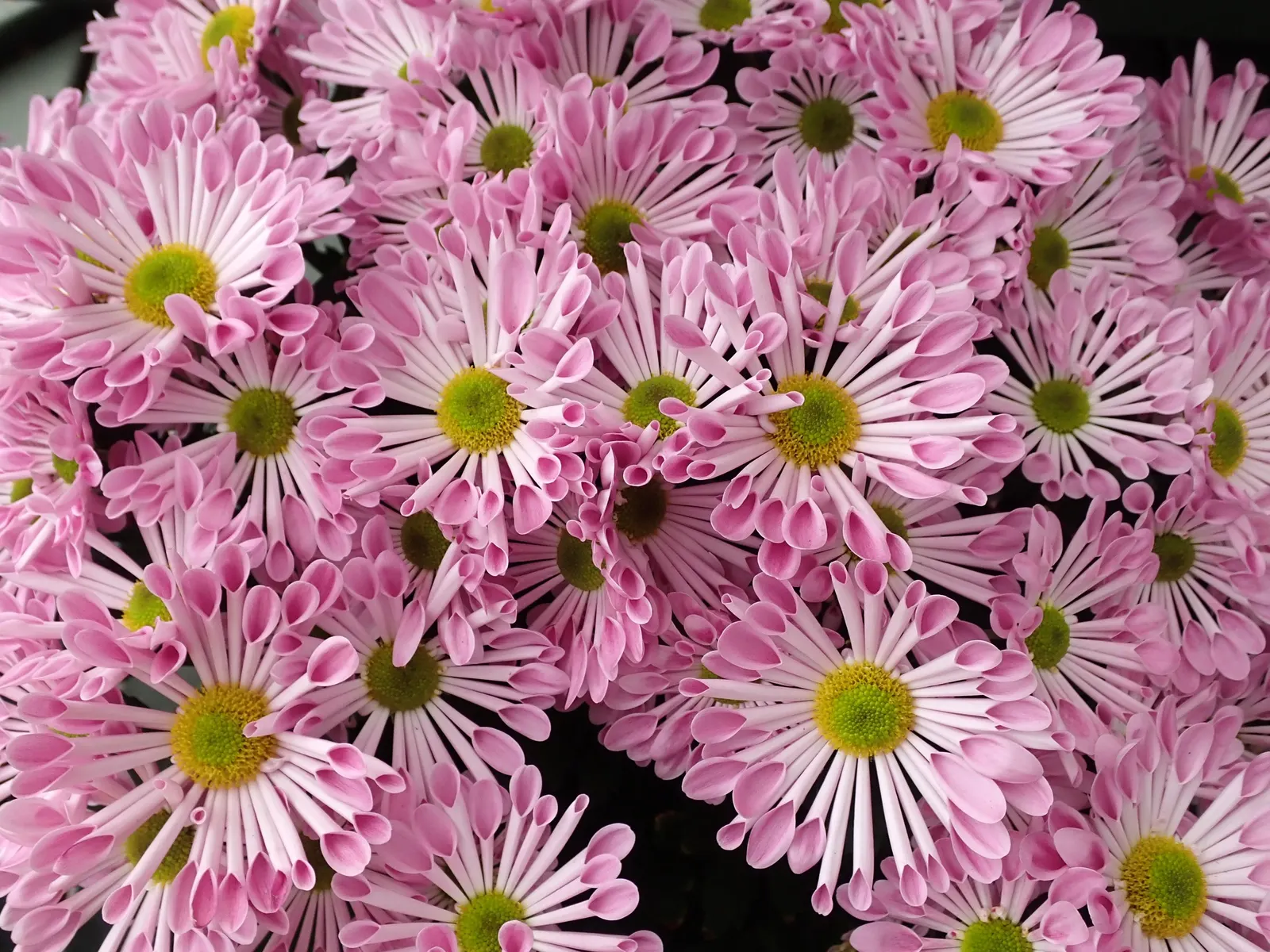 Florists Chrysanthemum (Chrysanthemum X Grandiflorum) — graces gardens with a spectacular array of colors and forms; complementing gardens or containers with a