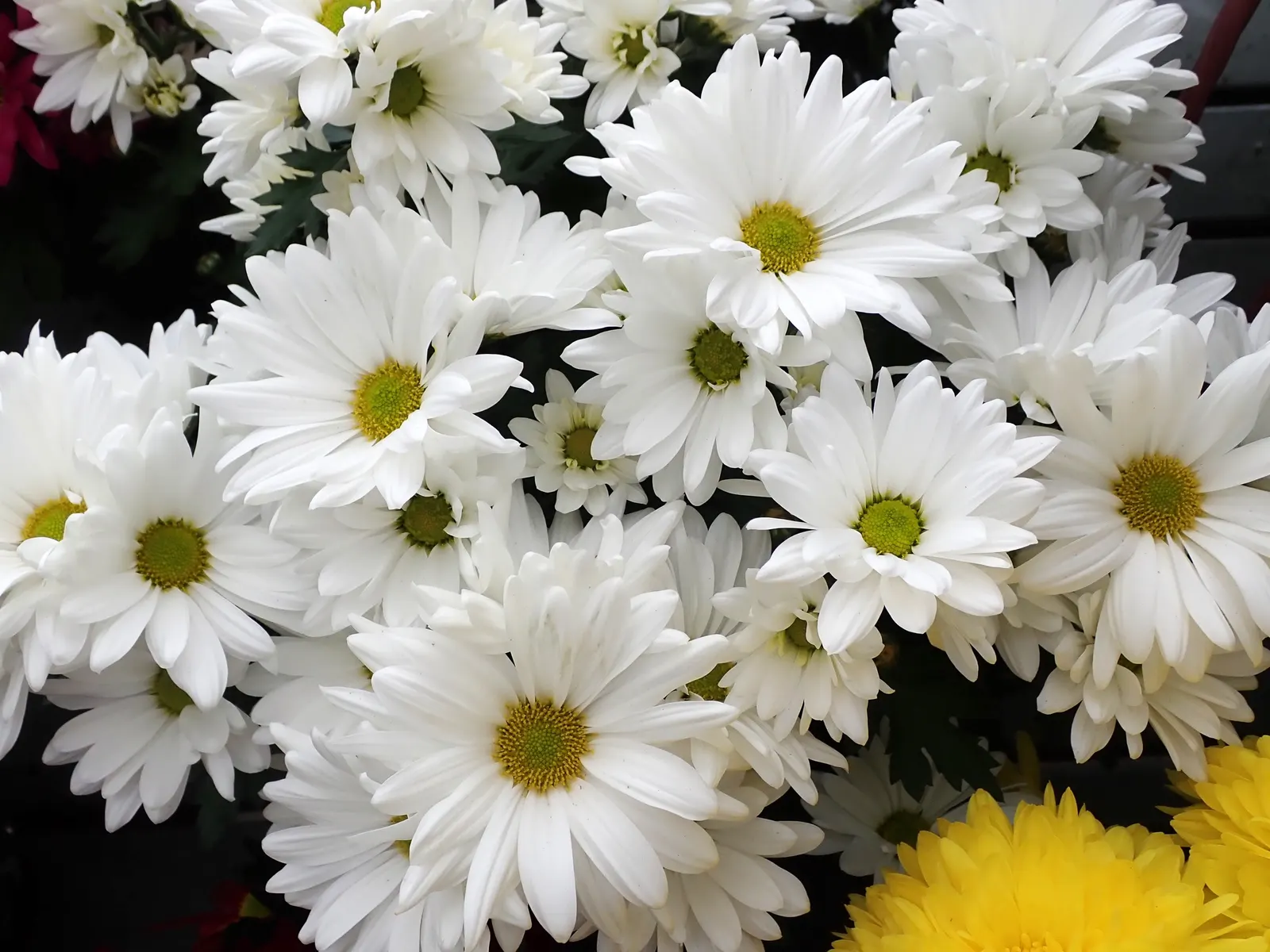 Florists Chrysanthemum (Chrysanthemum X Grandiflorum) — complementing gardens or containers with a vigorous growth up to 3 feet in height and width, image 128