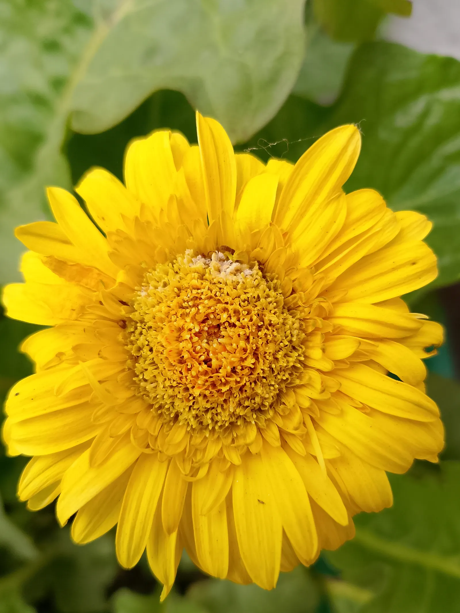 Florists Chrysanthemum (Chrysanthemum X Grandiflorum) — dark green leaves that provide a lush backdrop for the profusion of flowers; perennial with gold and