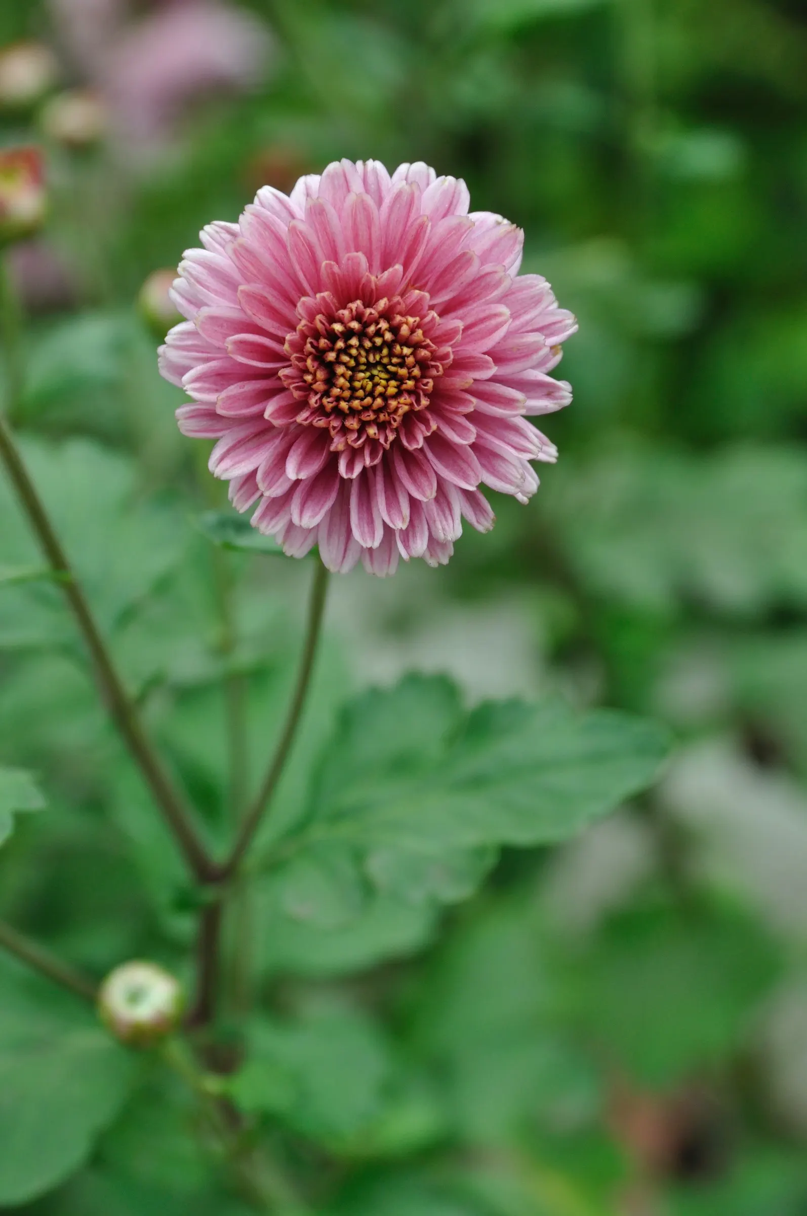 Florists Chrysanthemum (Chrysanthemum X Grandiflorum) — This plant flourishes in full sun to partial shade and requires well-drained soil, image 54