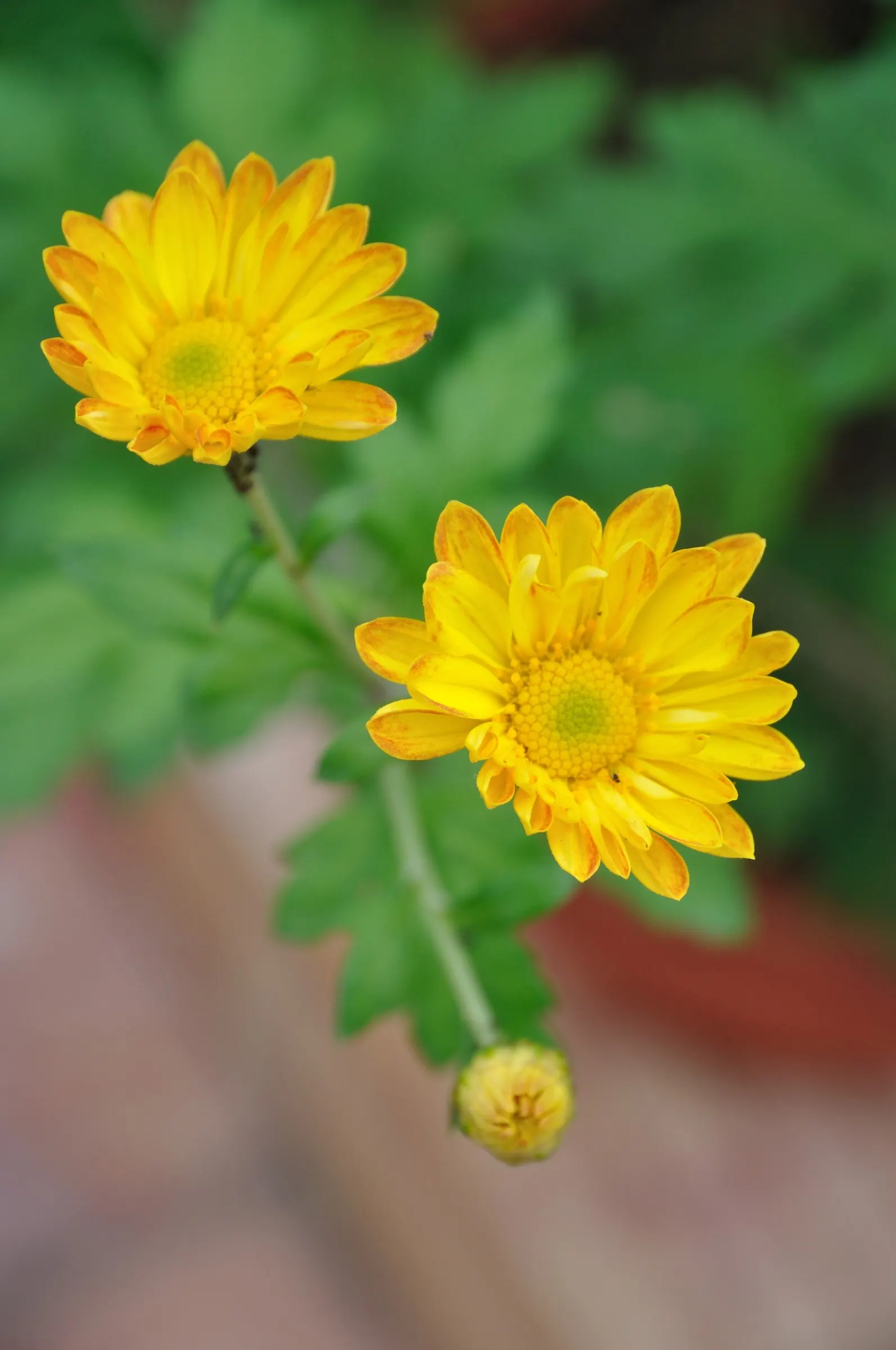 Florists Chrysanthemum (Chrysanthemum X Grandiflorum) — graces gardens with a spectacular array of colors and forms; complementing gardens or, image 58
