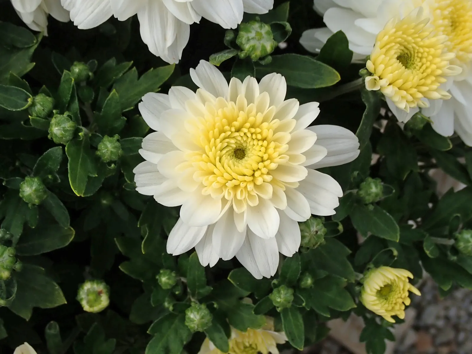 Florists Chrysanthemum (Chrysanthemum X Grandiflorum) — Pinching back the stems through early summer promotes a bushier form and prolific blooming, image 46