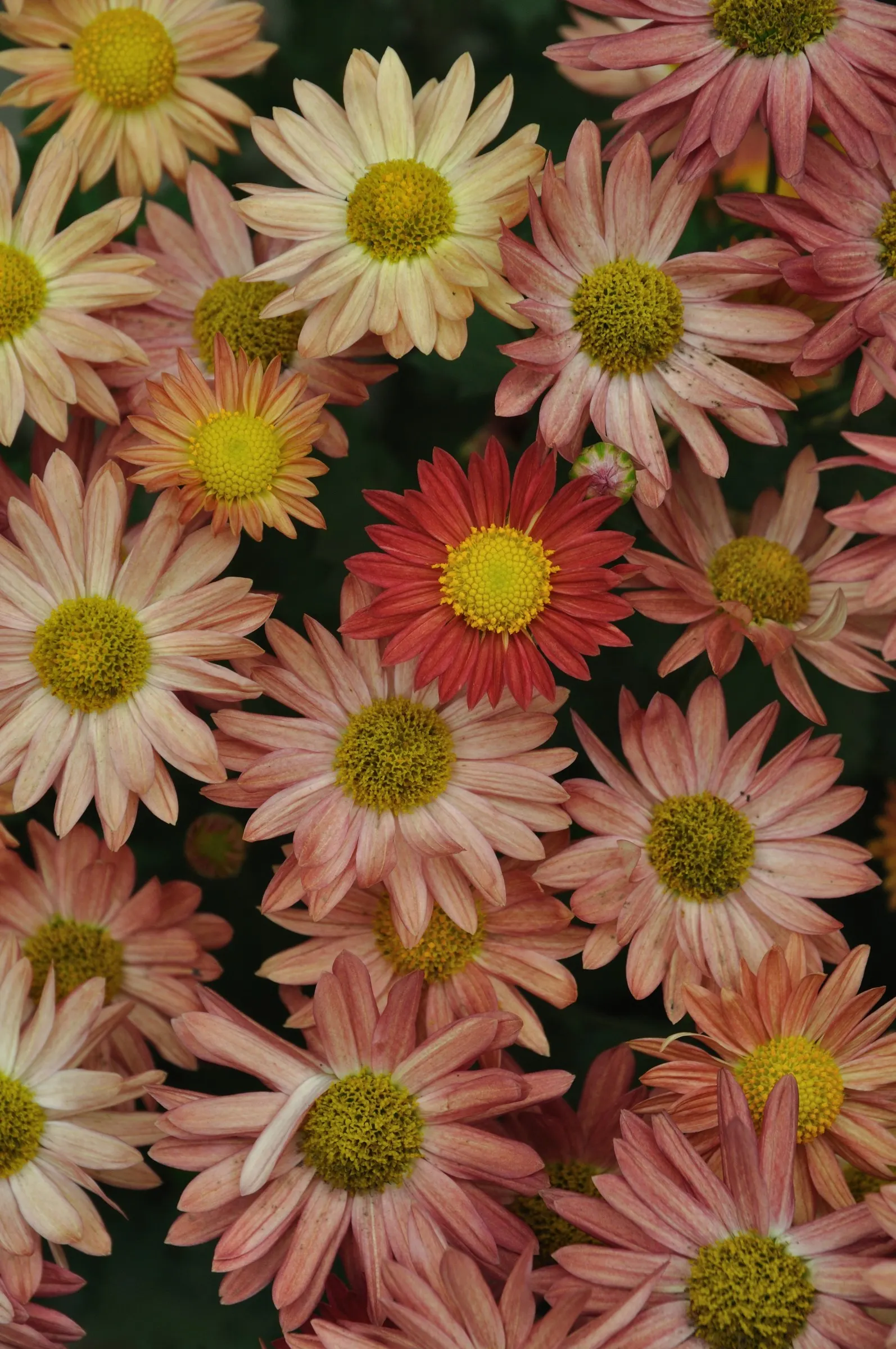 Florists Chrysanthemum (Chrysanthemum X Grandiflorum) — Ideal for adding a splash of autumnal color to any landscape; a true hallmark of, image 55