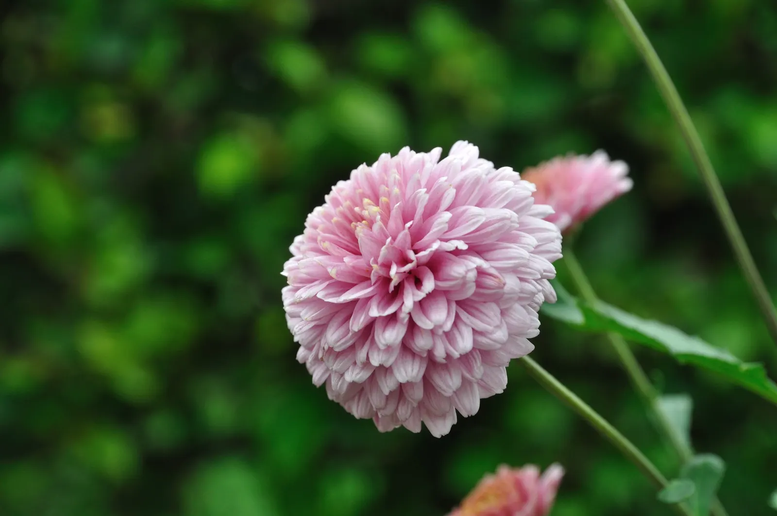 Florists Chrysanthemum (Chrysanthemum X Grandiflorum) — complementing gardens or containers with a vigorous growth up to 3 feet in height and width, image 53