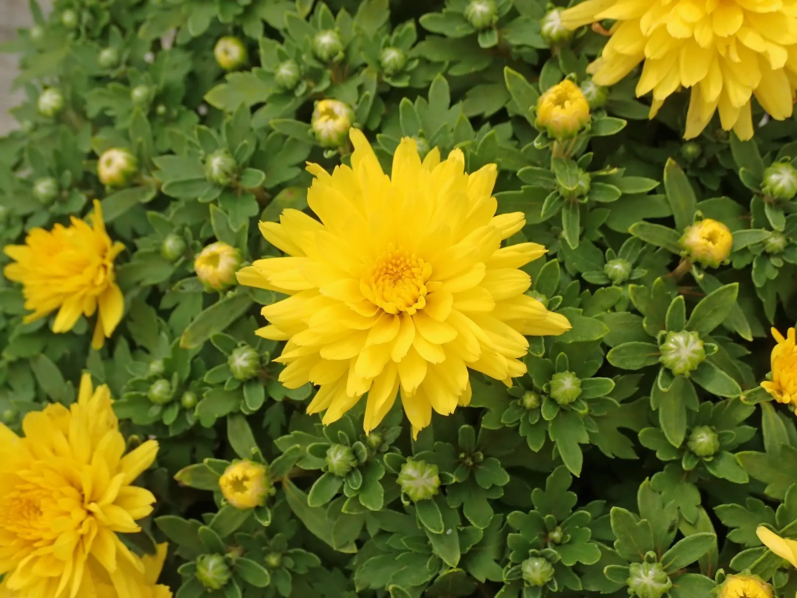 Florists Chrysanthemum (Chrysanthemum X Grandiflorum) — coming in various hues like vibrant yellows; the Florist's Chrysanthemum requires some maintenance