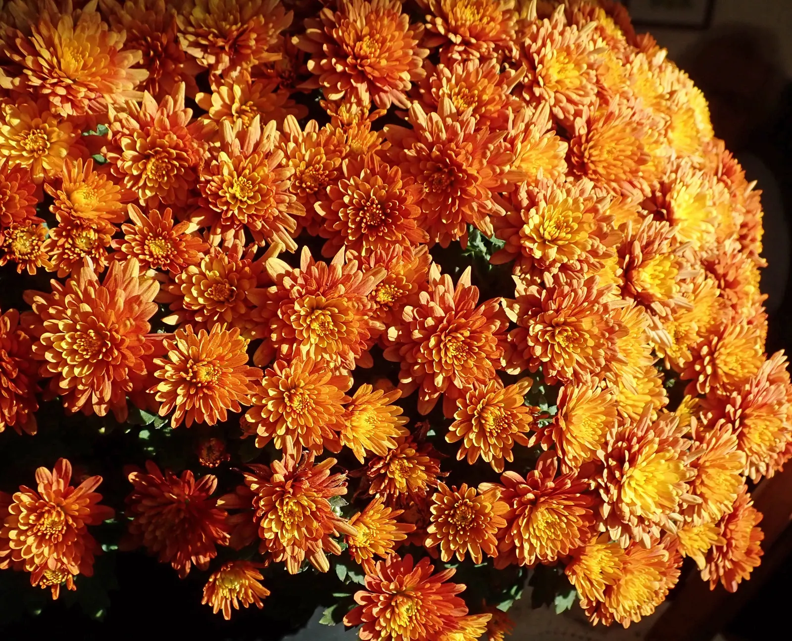 Florists Chrysanthemum (Chrysanthemum X Grandiflorum) — gold and orange and pink and red and white and yellow flowers in the garden; graces gardens with a