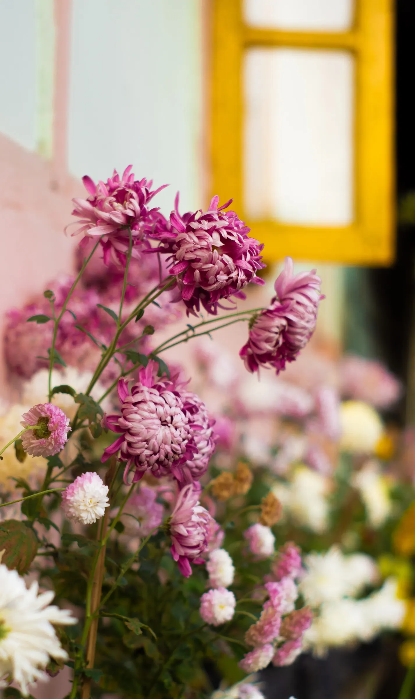 Florists Chrysanthemum (Chrysanthemum X Grandiflorum) — Fertilization should include a balanced; gold and orange and pink and red and white and, image 143