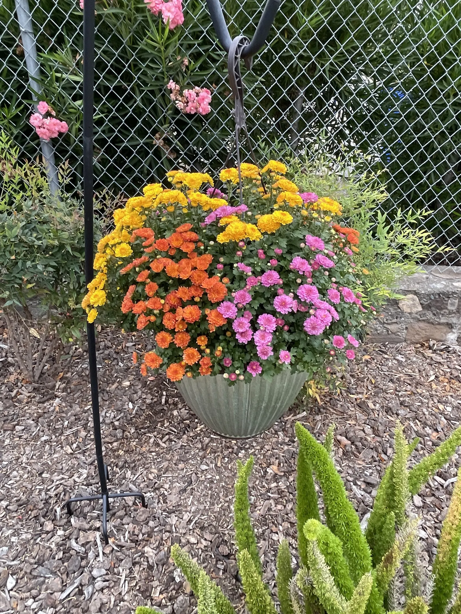 Florists Chrysanthemum (Chrysanthemum X Grandiflorum) — Their versatility in design and overall hardiness make them a favorite among both, image 47