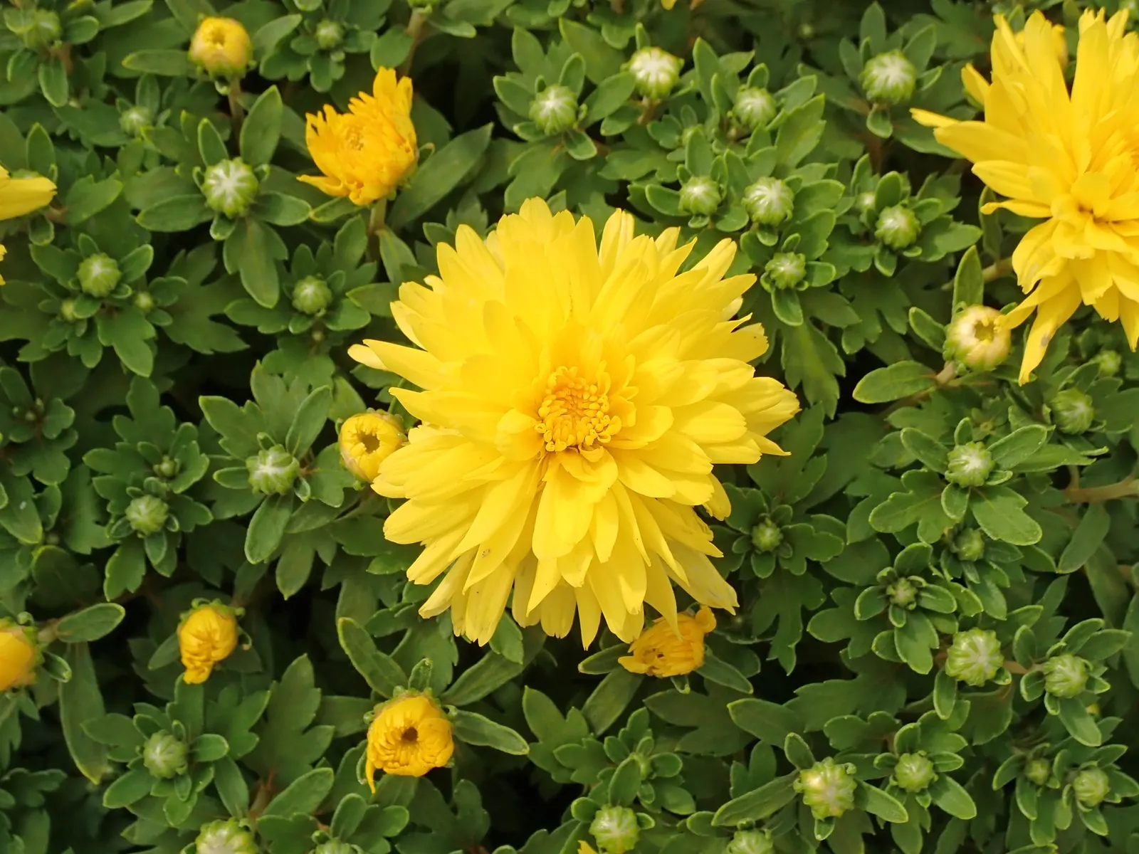 Florists Chrysanthemum (Chrysanthemum X Grandiflorum) — Regular watering, ensuring soil moistness of about 1 inch per week, is optimal for their growth; and