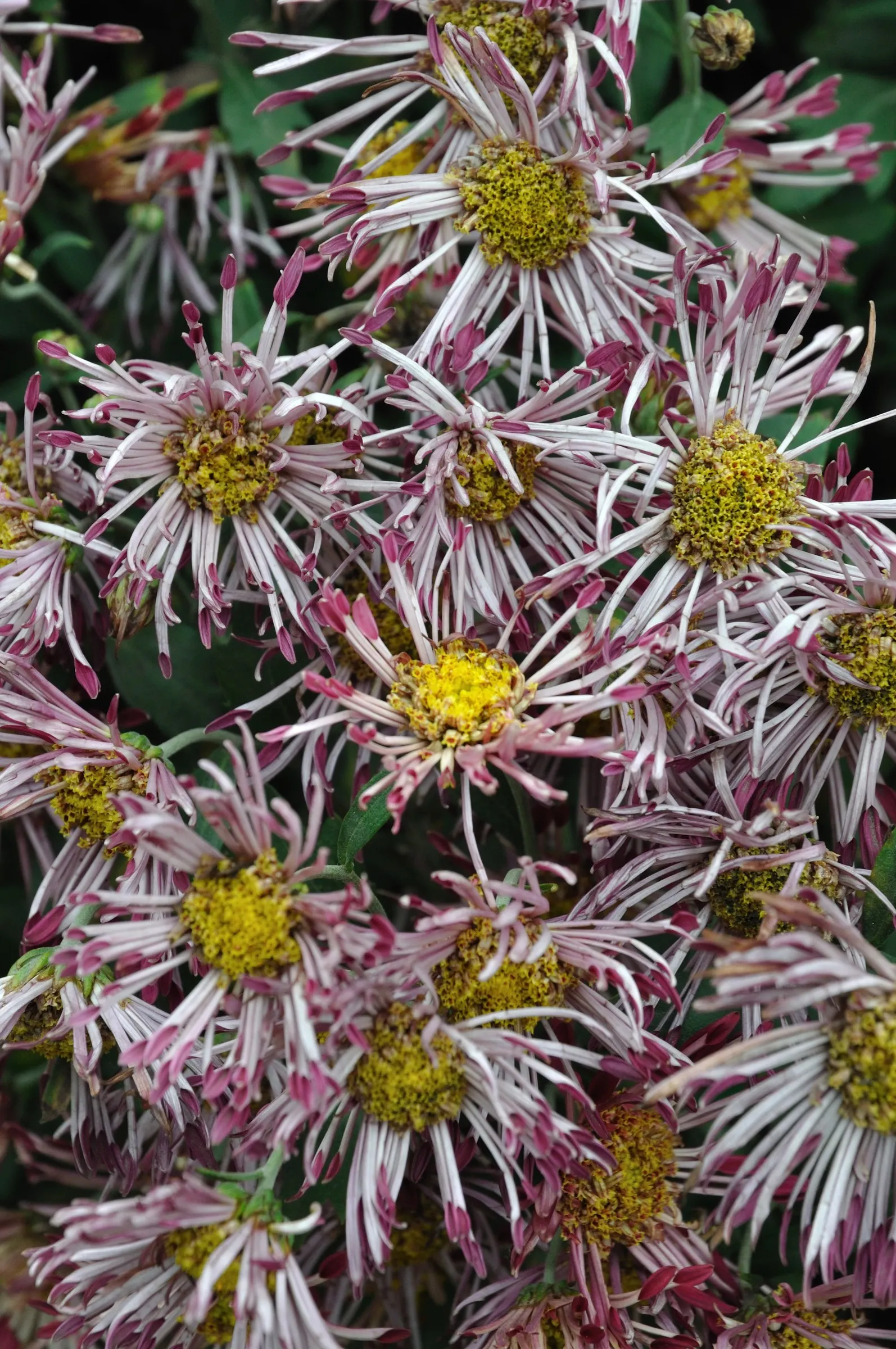 Florists Chrysanthemum (Chrysanthemum X Grandiflorum) — Ideal for adding a splash of autumnal color to any landscape; a true hallmark of, image 130