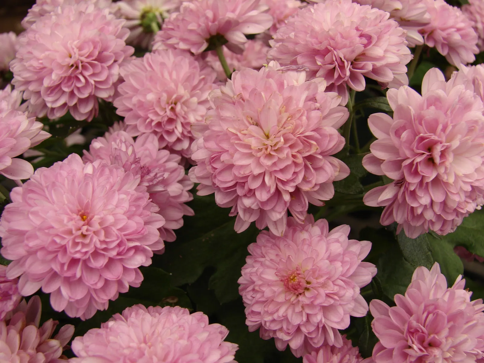 Florists Chrysanthemum (Chrysanthemum X Grandiflorum) — Pinching back the stems through early summer promotes a bushier form and prolific blooming, image 121