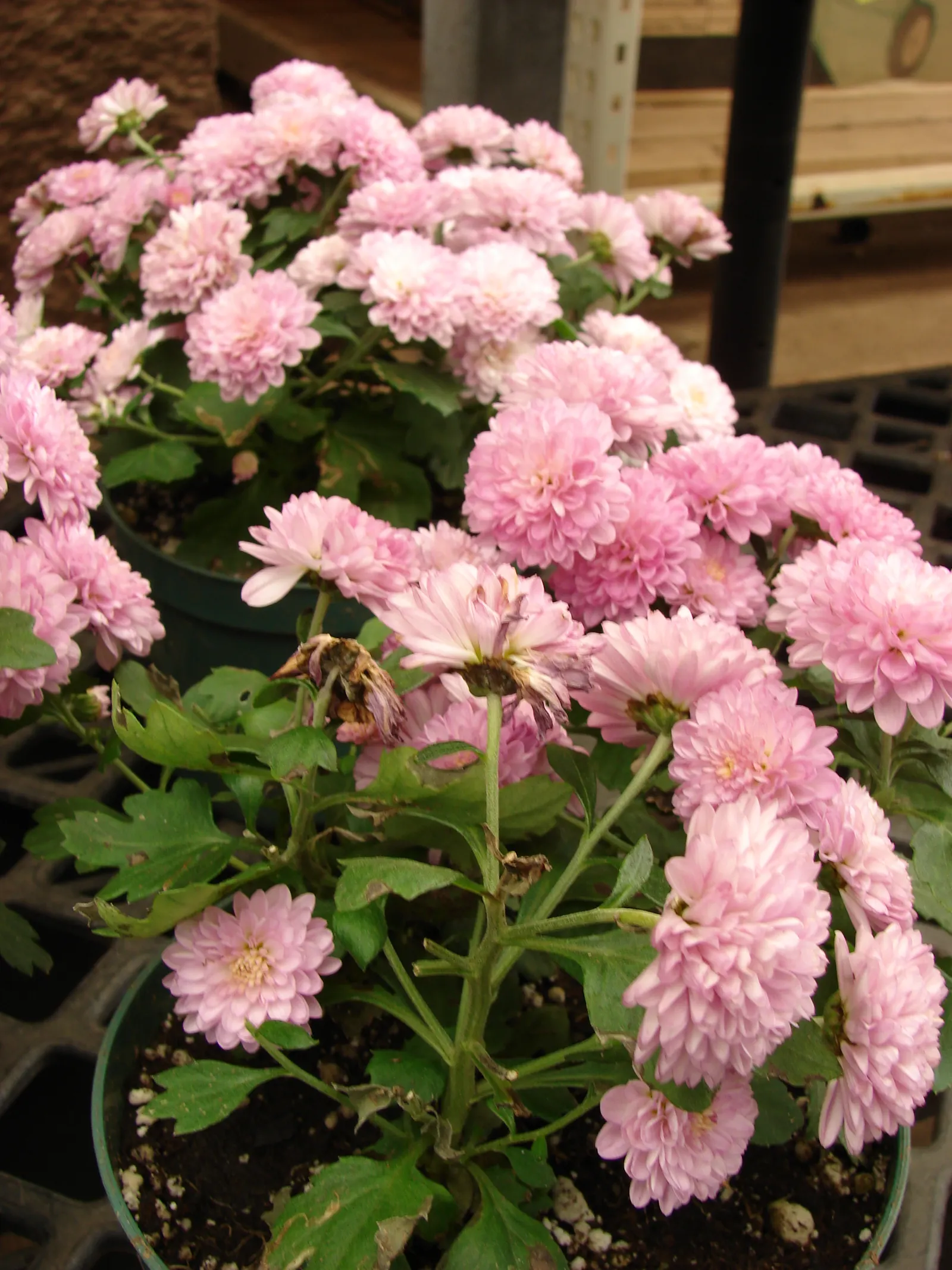 Florists Chrysanthemum (Chrysanthemum X Grandiflorum) — complementing gardens or containers with a vigorous growth up to 3 feet in height and width, image 78