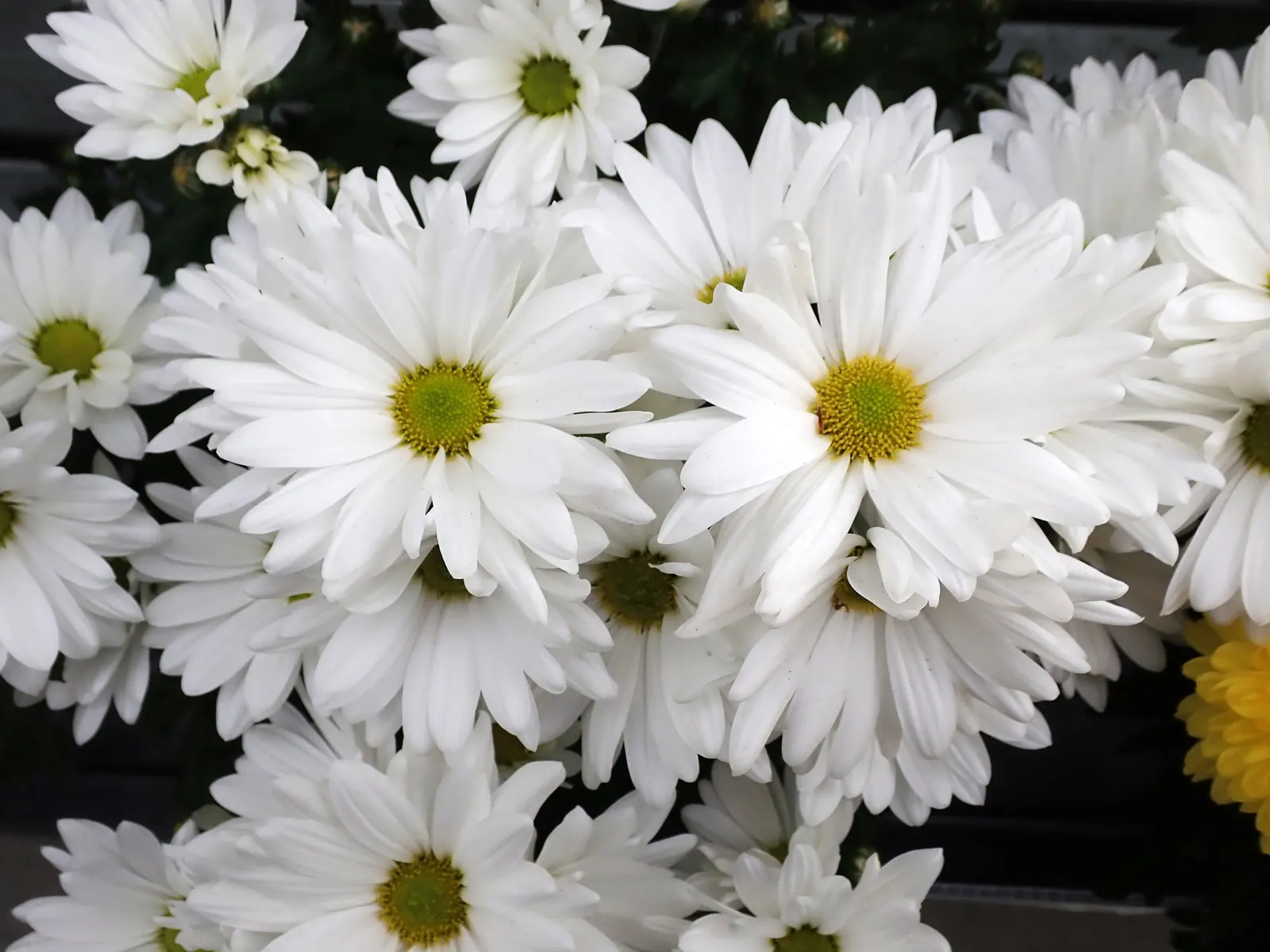 Florists Chrysanthemum (Chrysanthemum X Grandiflorum) — slow-release fertilizer applied in the spring.<br><br>As with most plants; ideal for adding, image 144