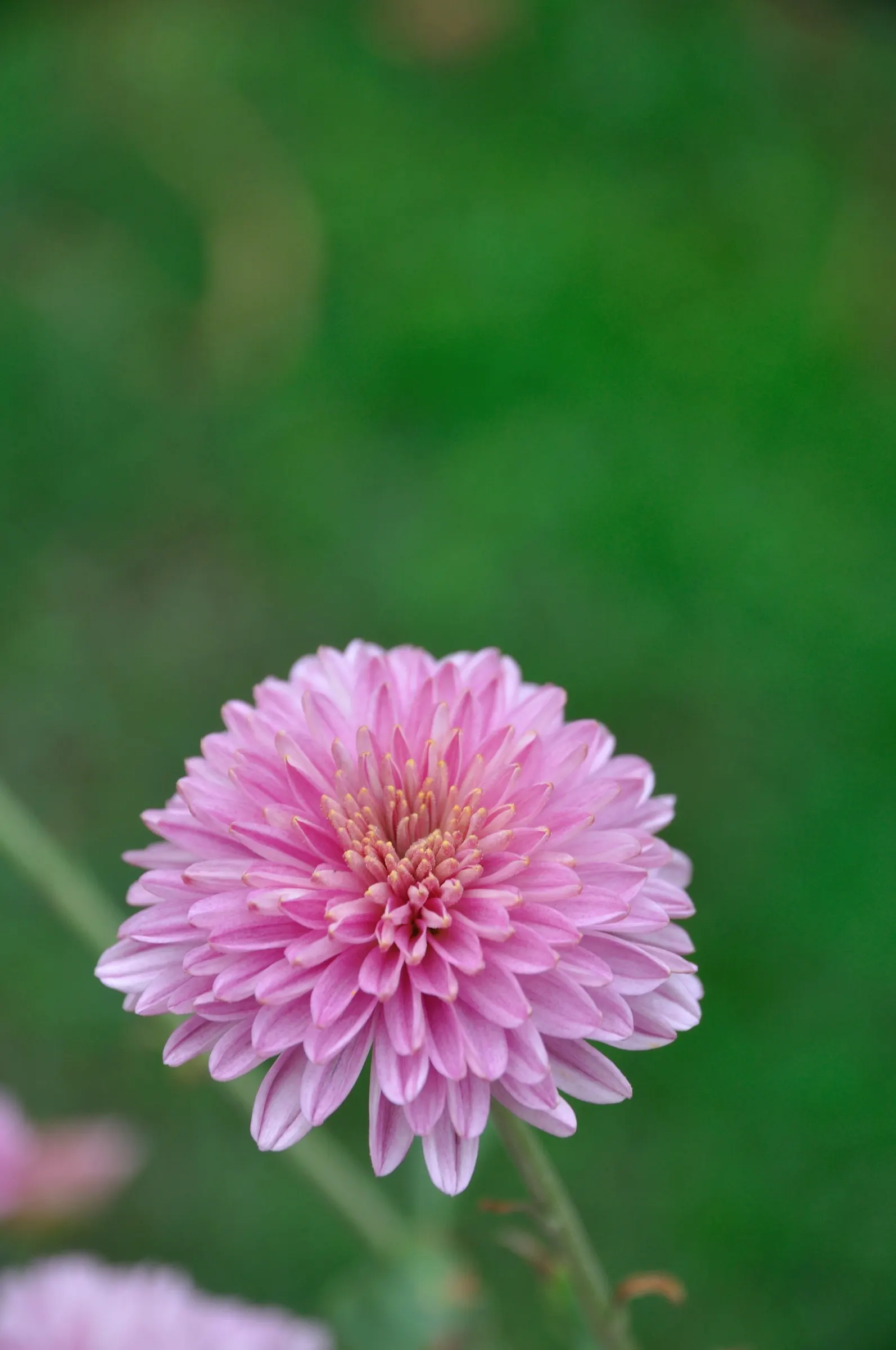 Florists Chrysanthemum (Chrysanthemum X Grandiflorum) — making them suitable for both borders and container arrangements.<br><br>Foliage consists, image 135