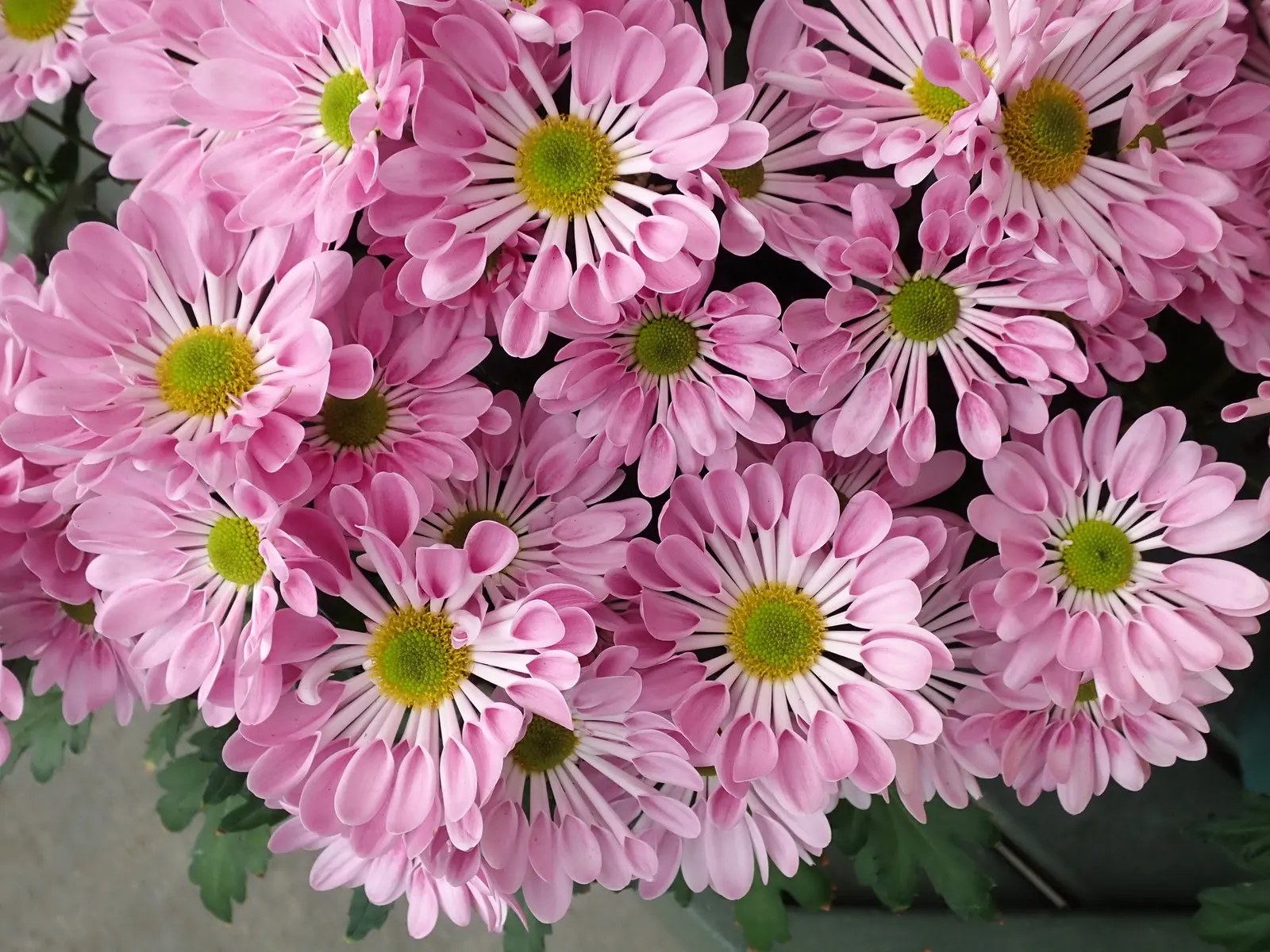 Florists Chrysanthemum (Chrysanthemum X Grandiflorum) — These herbaceous perennials typically reach heights of 1 to 3 feet with an equal spread; making them
