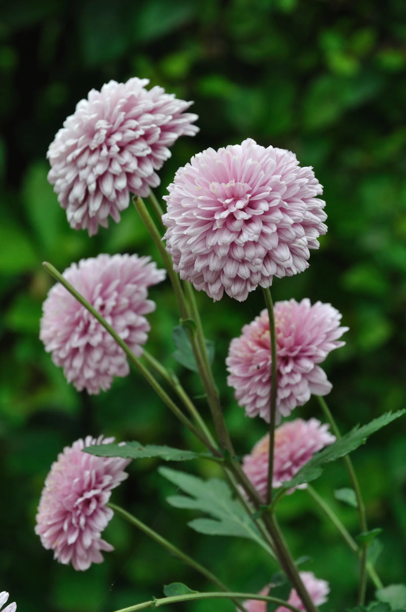 Florists Chrysanthemum (Chrysanthemum X Grandiflorum) — Regular watering, ensuring soil moistness of about 1 inch per week, is optimal for their, image 142
