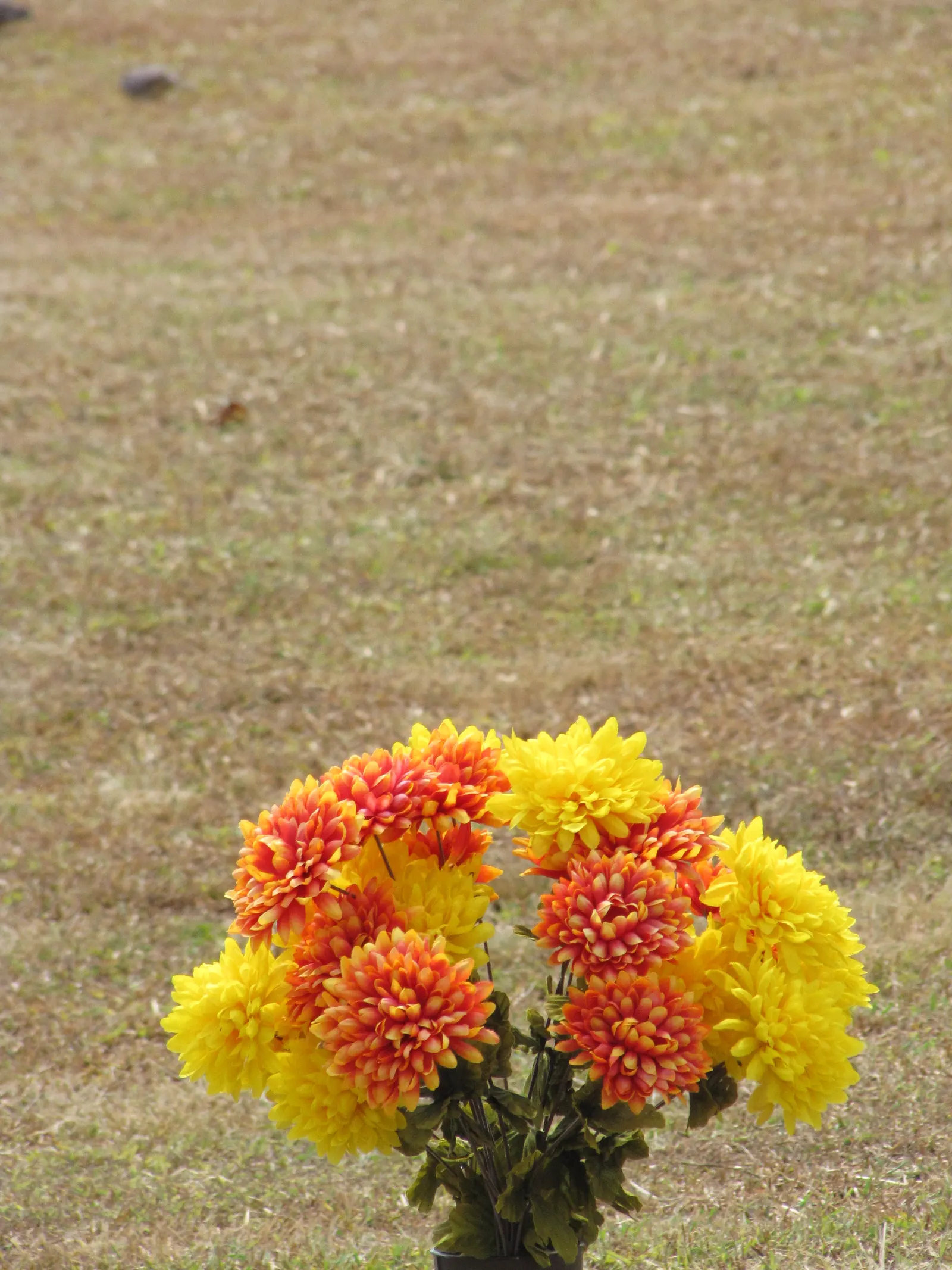Florists Chrysanthemum (Chrysanthemum X Grandiflorum) — These herbaceous perennials typically reach heights of 1 to 3 feet with an equal spread, image 84