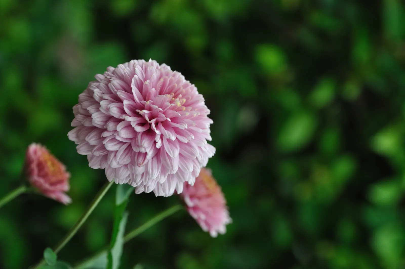 Florists Chrysanthemum (Chrysanthemum X Grandiflorum) — a true hallmark of versatility and beauty in landscaping; pinching back the stems through, image 57