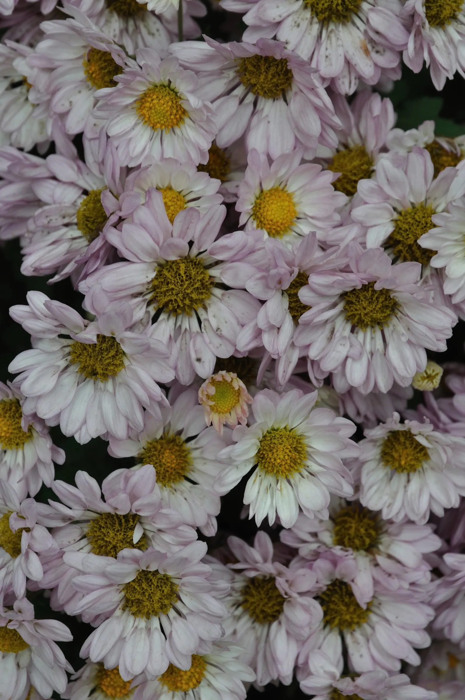 Florists Chrysanthemum (Chrysanthemum X Grandiflorum) — perennial with gold and orange and pink and red and white and yellow blooms; classified into various